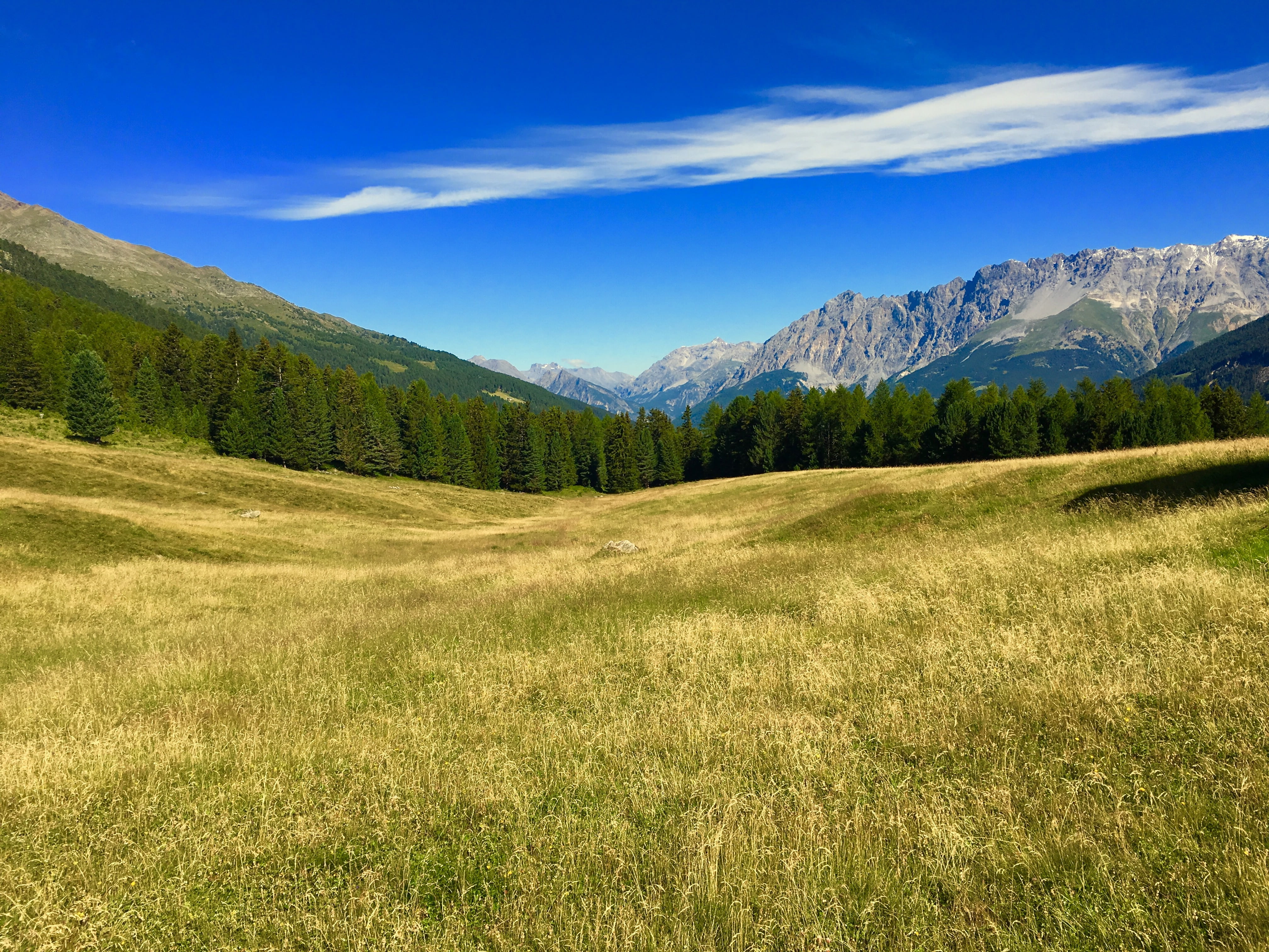 4K, landscape, nature, woodland, summer, mountain Peak, outdoors, meadow, coniferous tree, sky, no people, grass, forest, hiking, plain, italy, plant, HD Wallpaper
