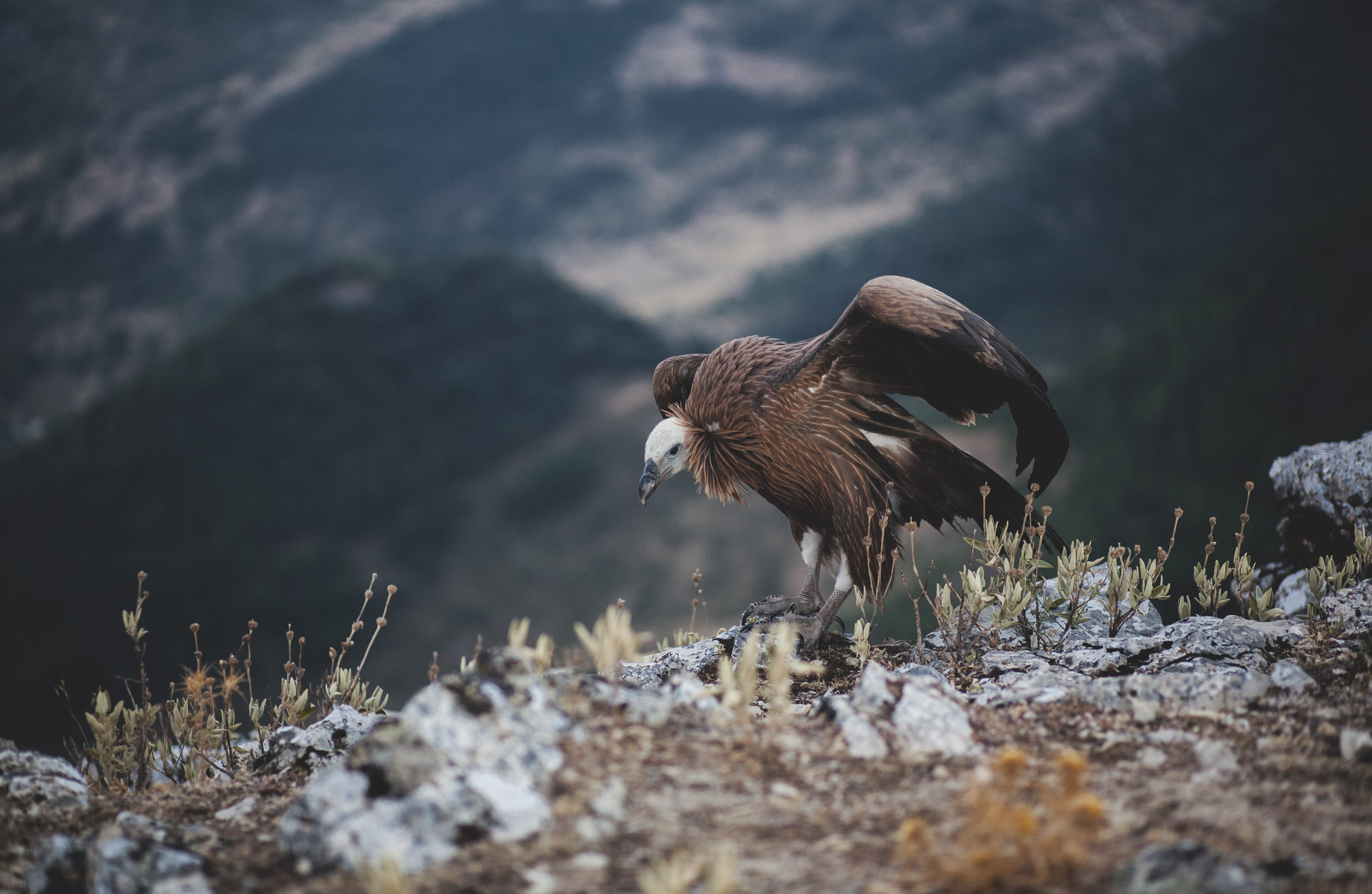 bird, grass, mountain, rock, cliff, 4K, day, solid, plant, spread wings, stone, full length, vulture, animals in the wild, no people, rock - object, eagle, HD Wallpaper