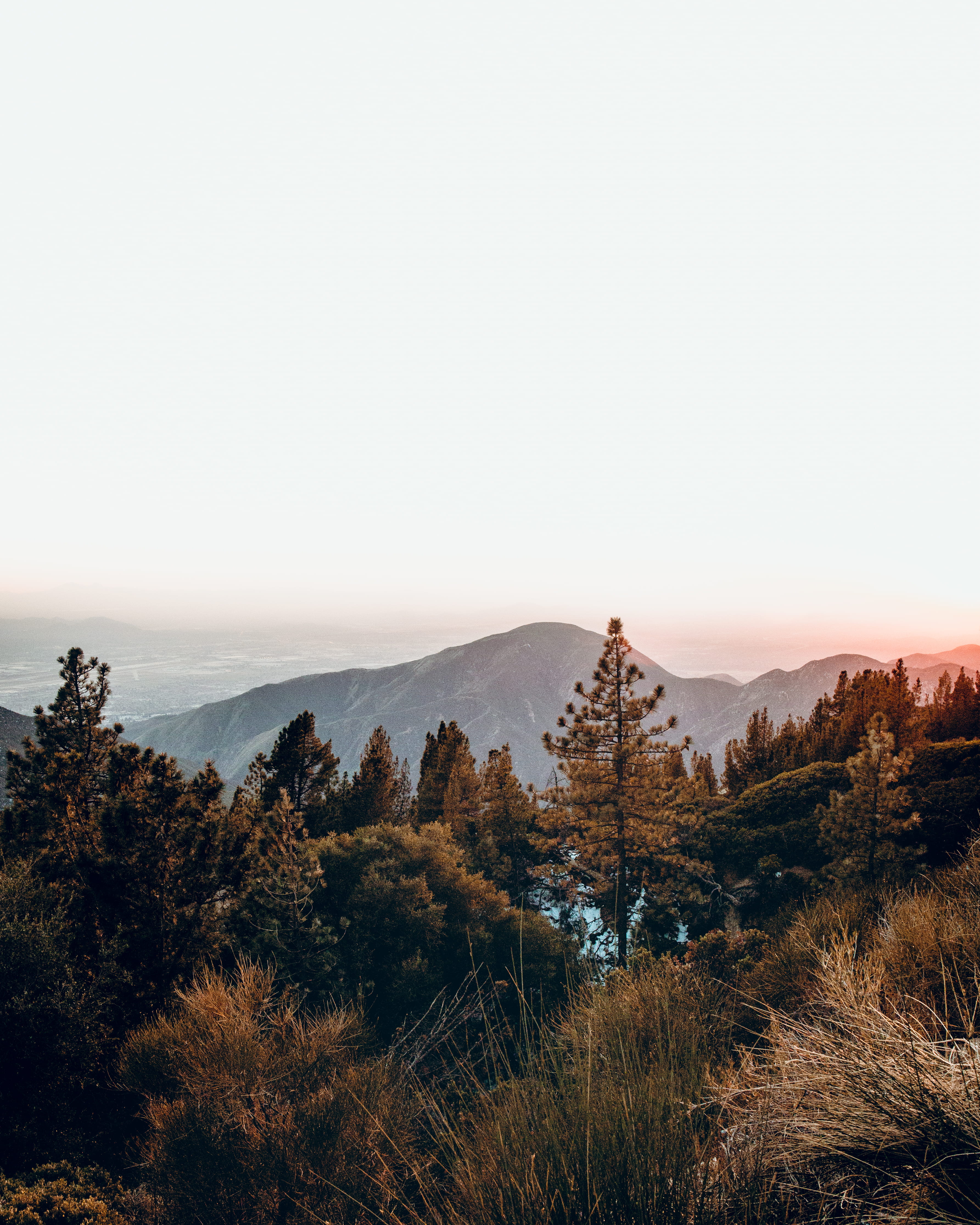 travel destinations, assorted, nature, pine tree, beauty in nature, idyllic, copy space, leaf, brown, grass, 4K, mountain, trees, growth, field, landscape, Phone HD Wallpaper