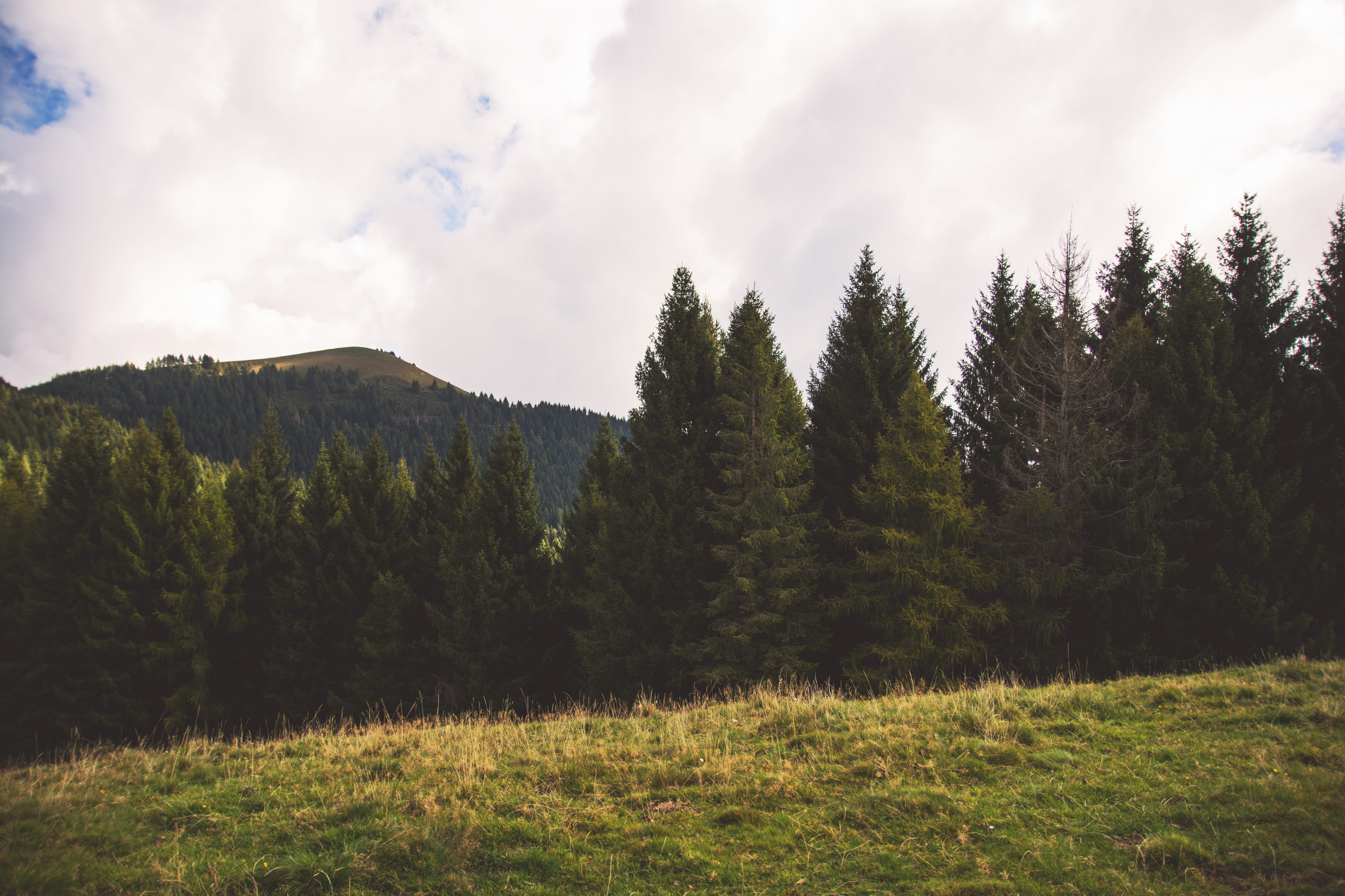 beauty in nature, green color, country, scenics - nature, field, tranquility, non-urban scene, growth, grass, italy, day, view, mountain, plant, rifugio boffalora, HD Wallpaper