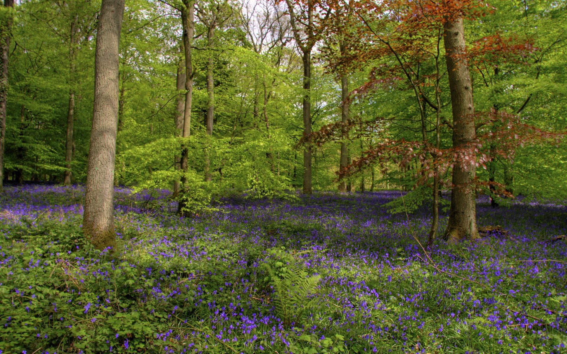 nature and landscapes, bluebells, flowers, beautiful, forest, weeds, purple, 1080P, HD Wallpaper