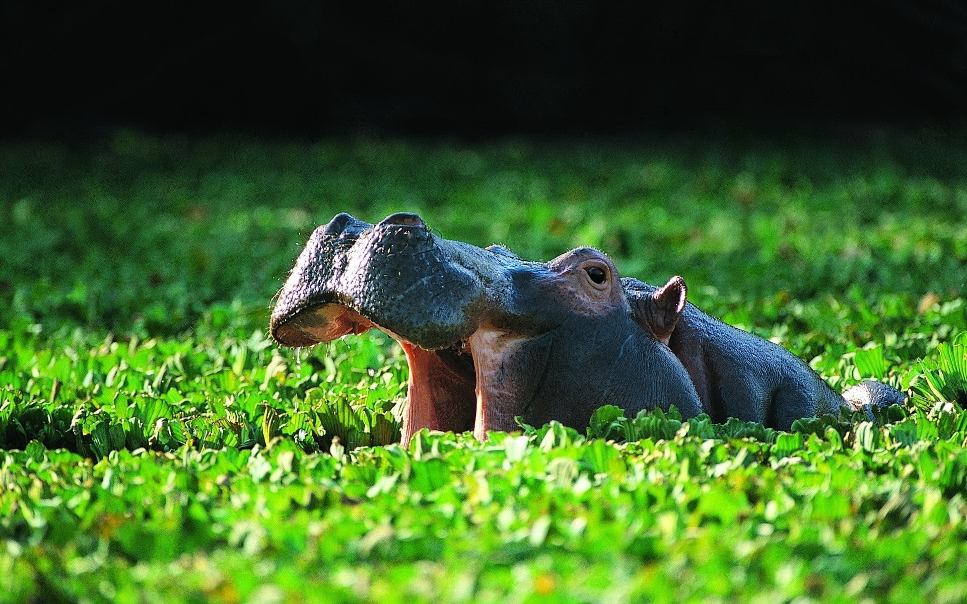 or the hippopotamus (Hippopotamus amphib, common, rhinoceros, 1080P, pond, bathing, black, vegetation, hippo, Common Hippo, HD Wallpaper