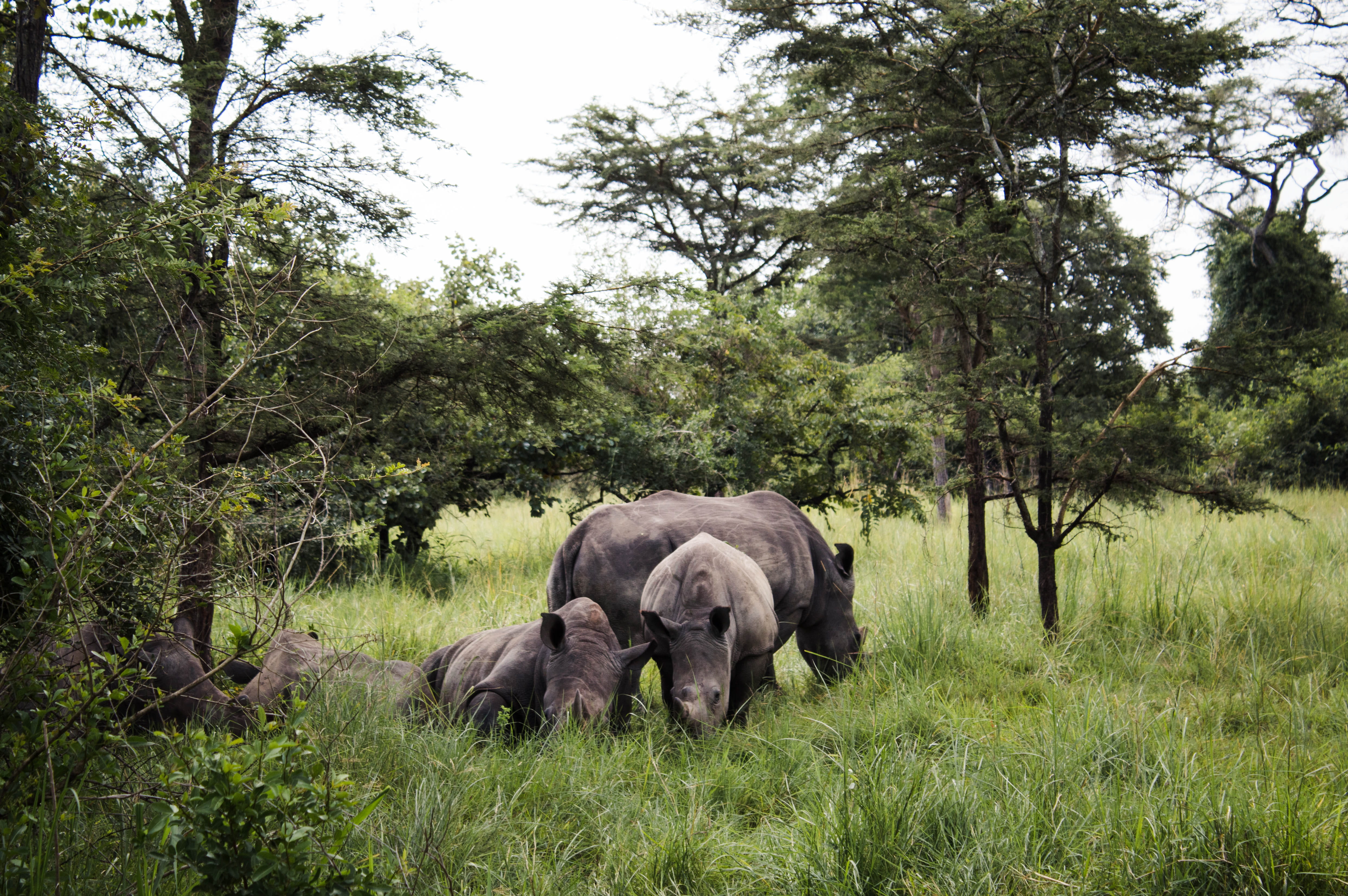 land, grassland, wood, black, growth, animal family, field, green color, outdoors, 4K, grass, africa, herbivorous, animal, wildlife, bush, rhino, vegetation, HD Wallpaper
