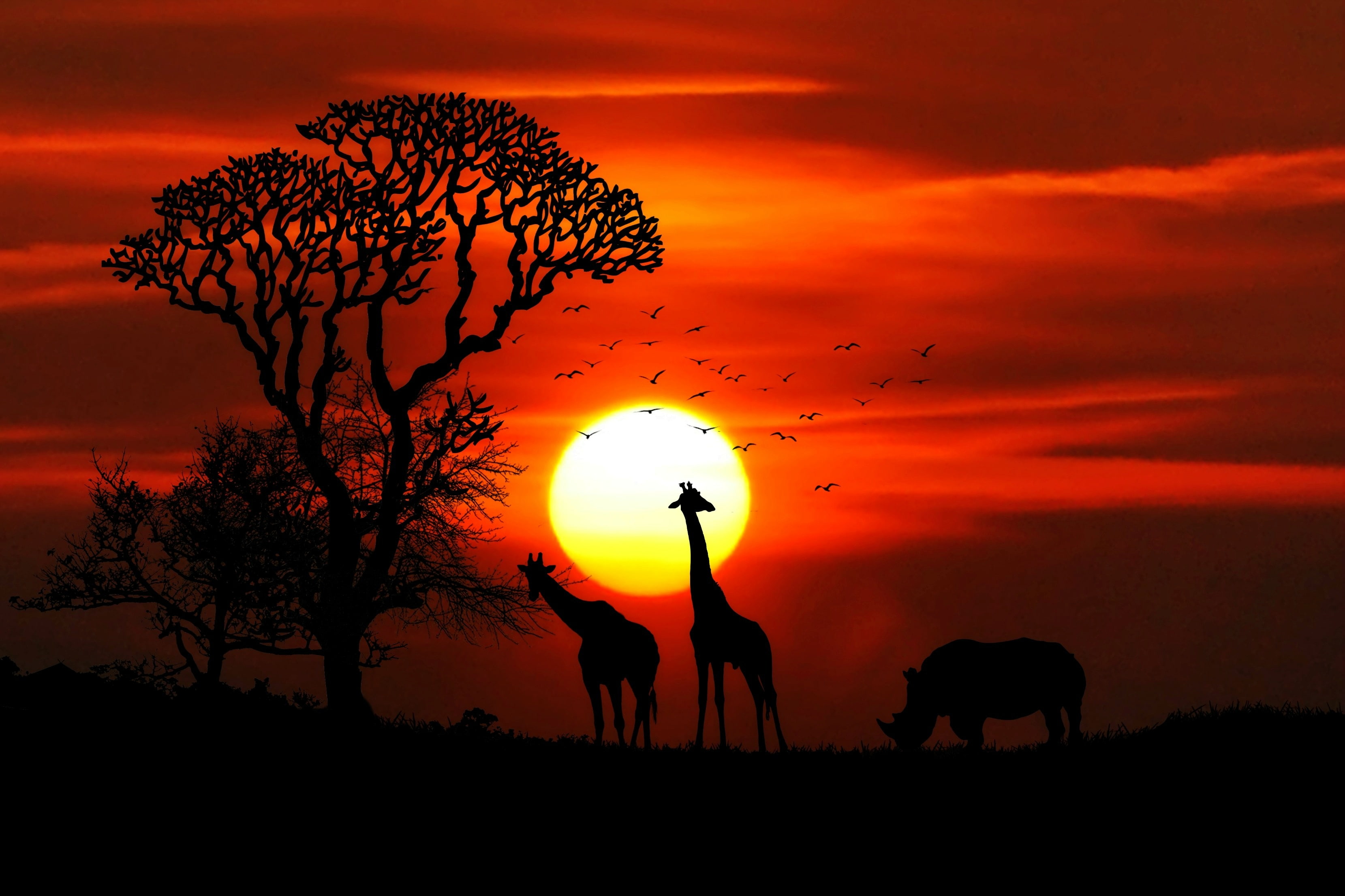 2K, Giraffe, Silhouette, Sunset, Rhinoceros, HD Wallpaper