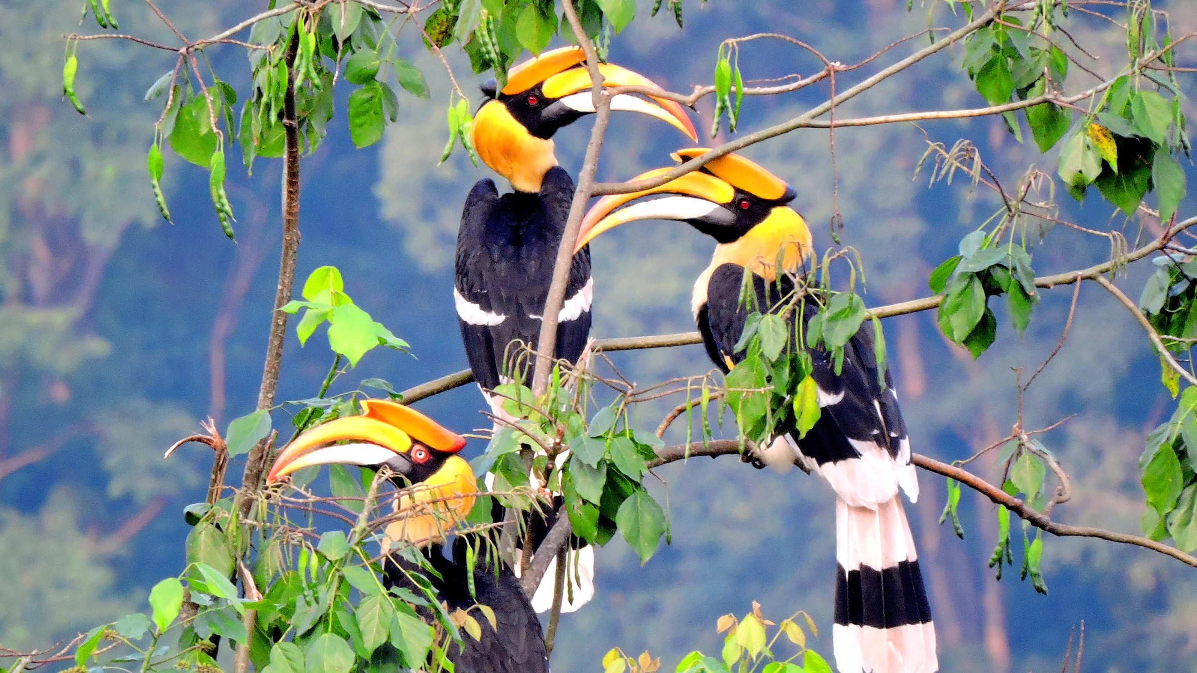 plant, beautiful, growth, tree, yellow, animals in the wild, rhinoceros, no people, bird, hornbill, animal themes, animal, branch, perching, sunlight, animal wildlife, HD Wallpaper