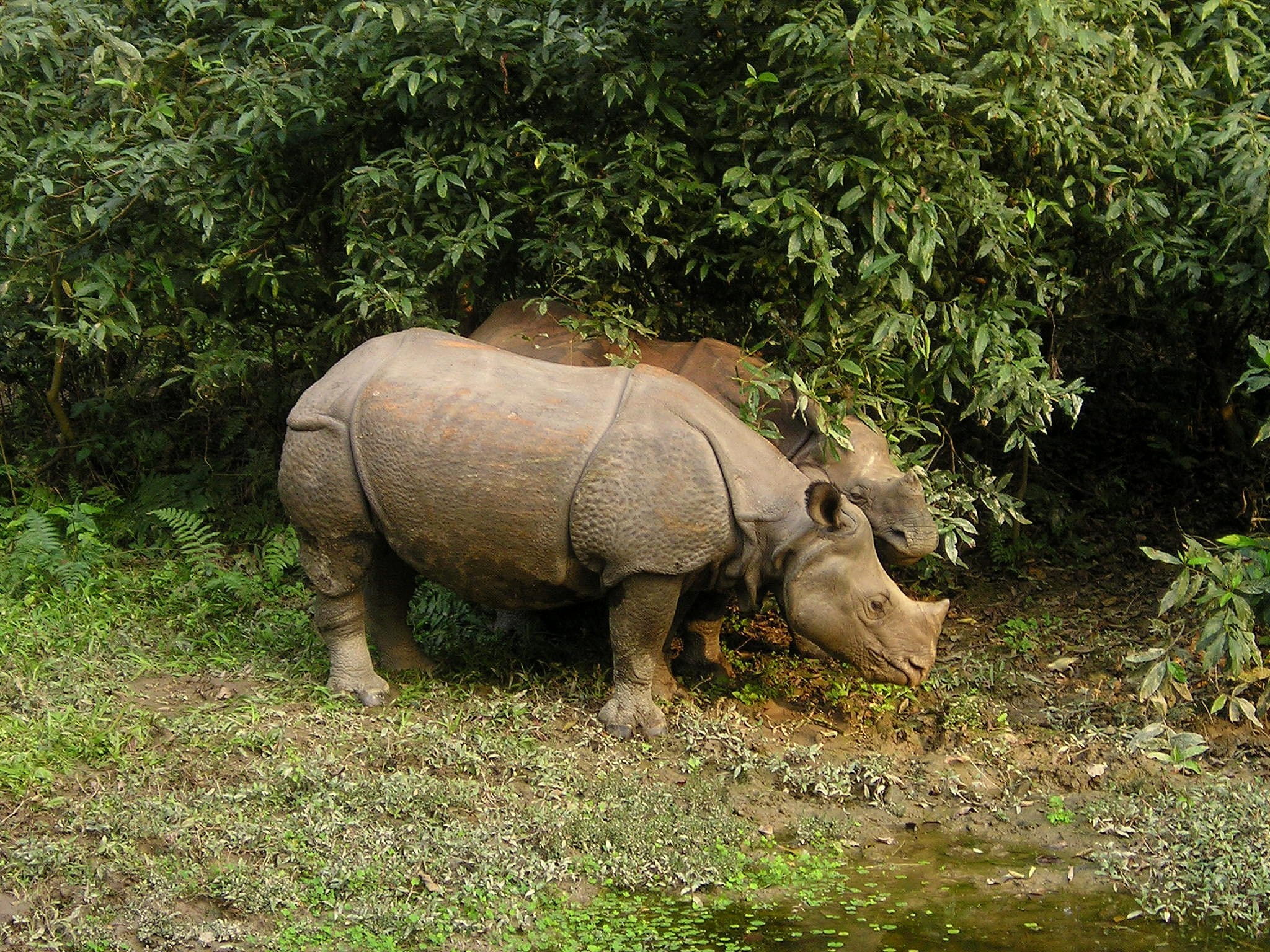 two, rhino, field, animal wildlife, standing, water, nature, no people, one animal, green color, day, 1080P, grass, mammal, animal themes, animal, plant, HD Wallpaper