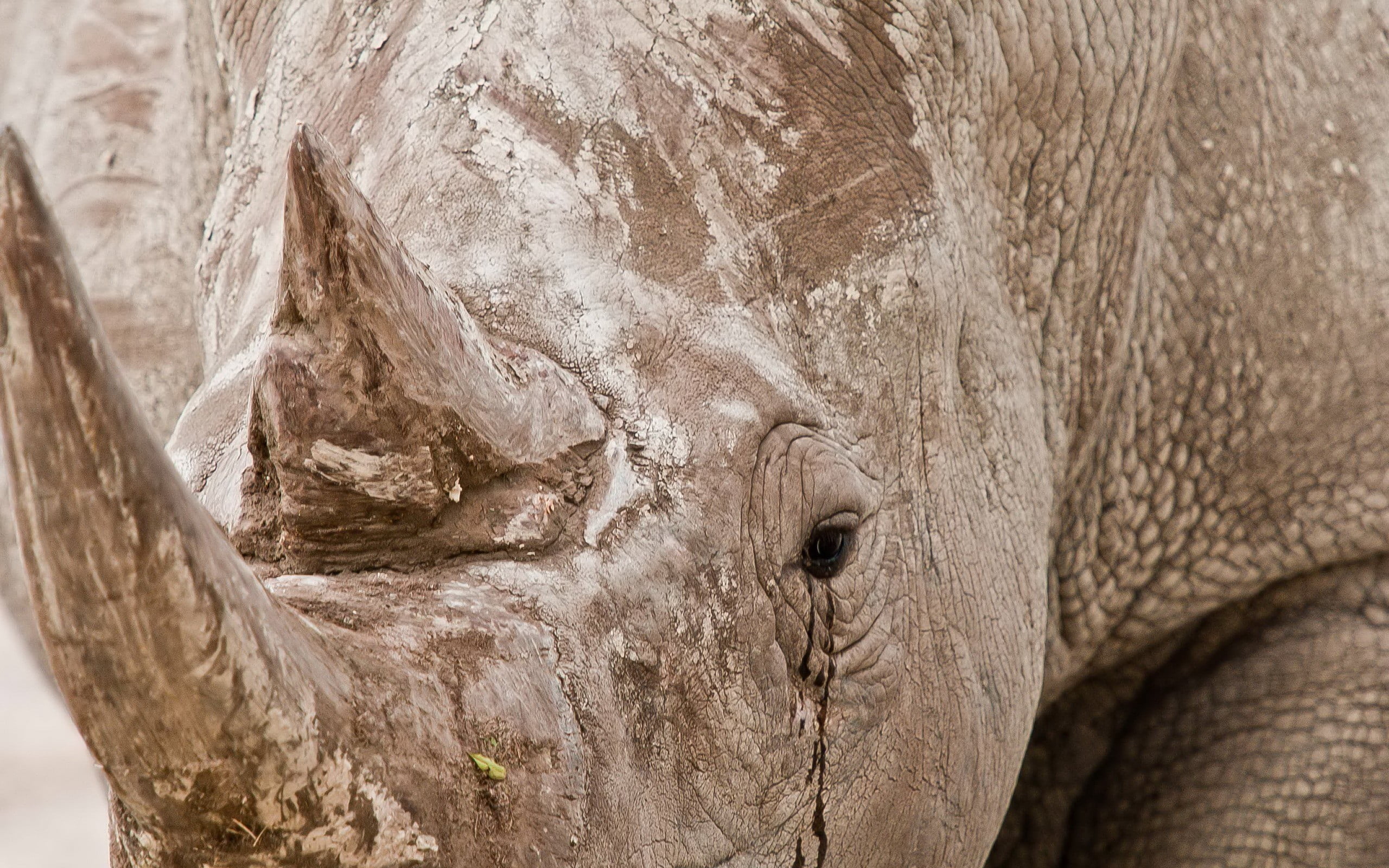 no people, sunlight, rhinoceros, elephant, mammal, animal, animal skin, animal head, rhino, 2K, herbivorous, outdoors, nature, animals in the wild, closeup, HD Wallpaper