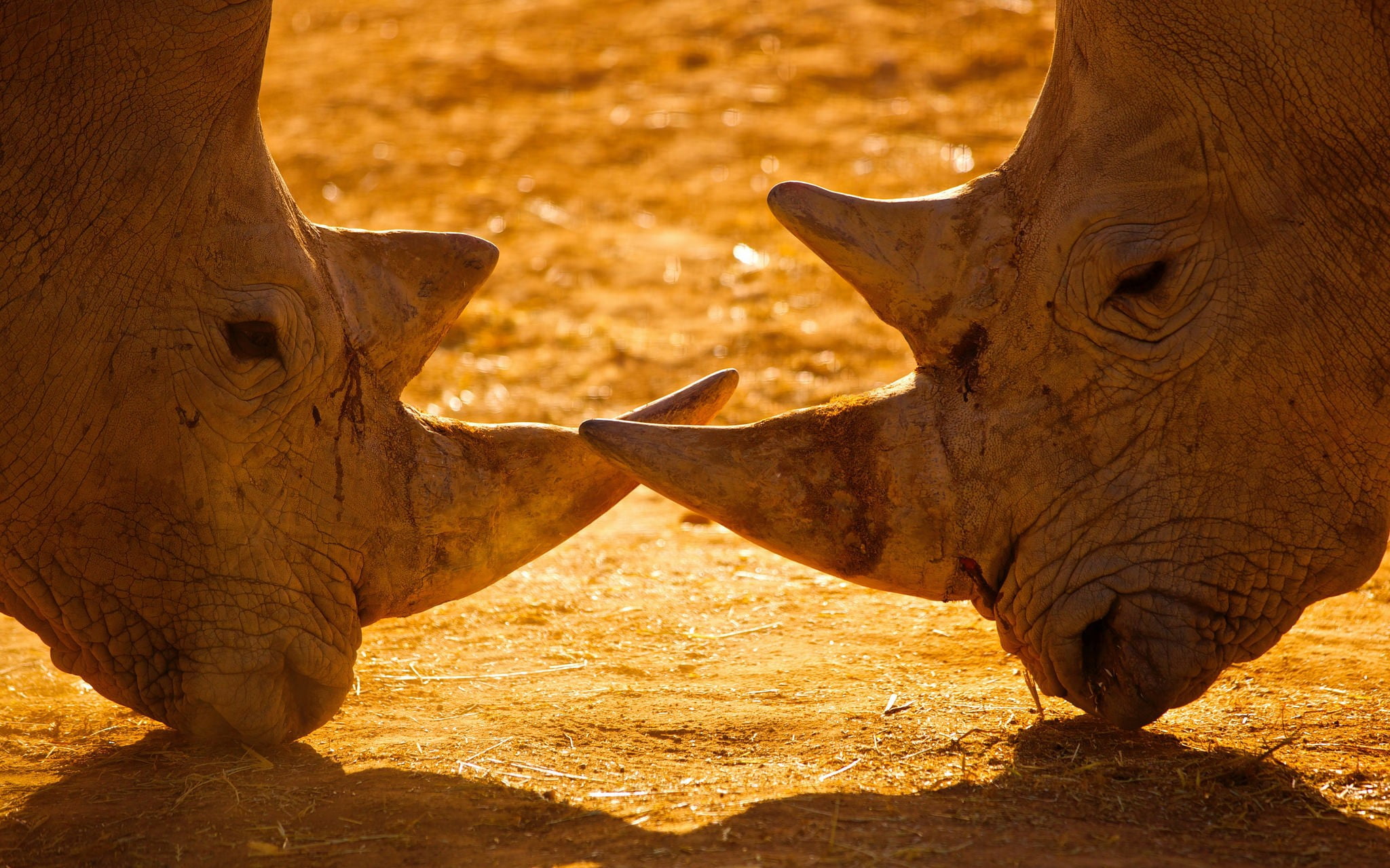 two animals, animal body part, close-up, herbivorous, animal themes, 1080P, sunlight, animal head, horned, no people, outdoors, rhinoceros, animal, animals, HD Wallpaper