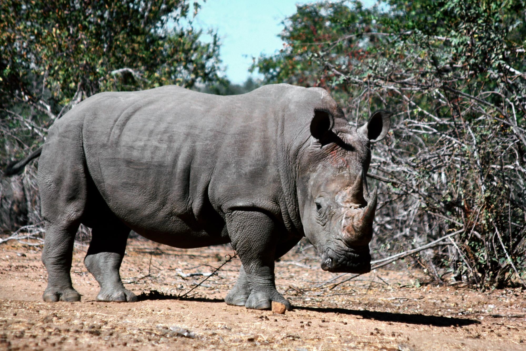 pig, standing, vertebrate, endangered Species, uganda, rhinoceros, young Animal, sunlight, animal themes, land, wild Animals, rhino, full length, one Animal, HD Wallpaper