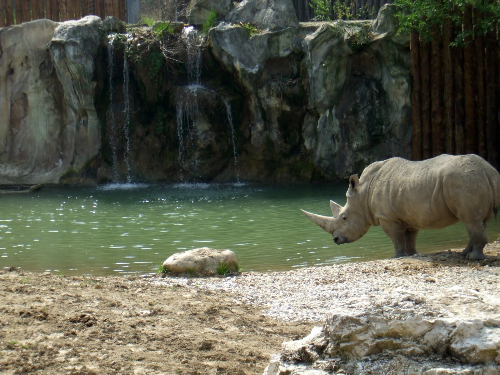 rocks, outdoors, agriculture, group of animals, rural Scene, wildlife, water Buffalo, land, no people, water, rock formation, rhino, landscape, rhinoceros, HD Wallpaper