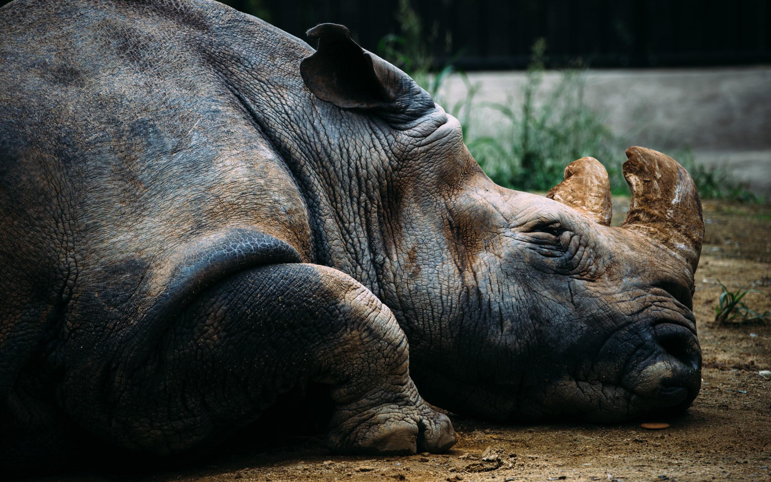 hd, 2K, rhino, animals, rhinoceros, HD Wallpaper