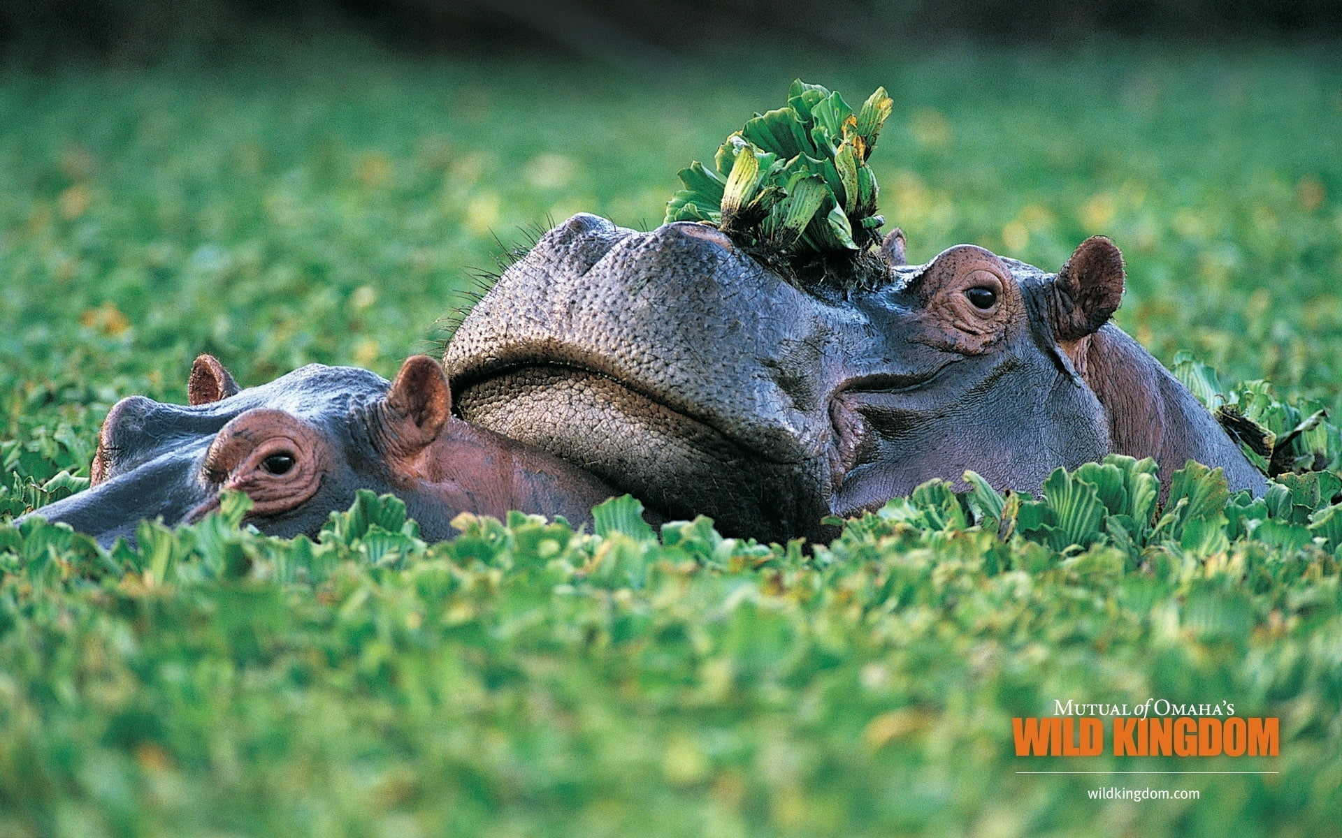 hippopotamus, hippos, grey, hippopotamuses, 1080P, HD Wallpaper