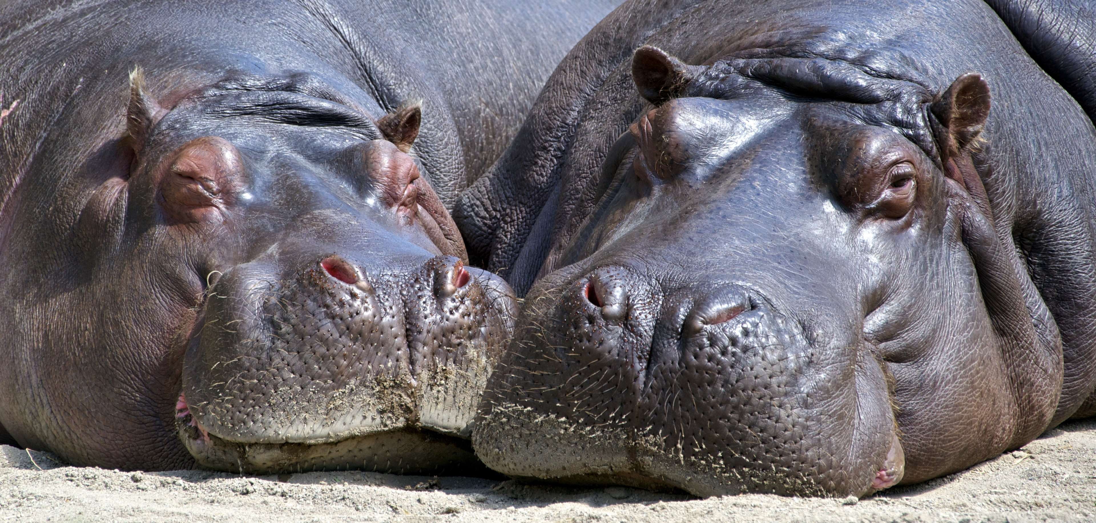 relaxation, outdoors, close up, day, animal body part, water, animals in the wild, hippopotamuses, hippopotamus, animal mouth, sea, vertebrate, 4K, close-up, HD Wallpaper