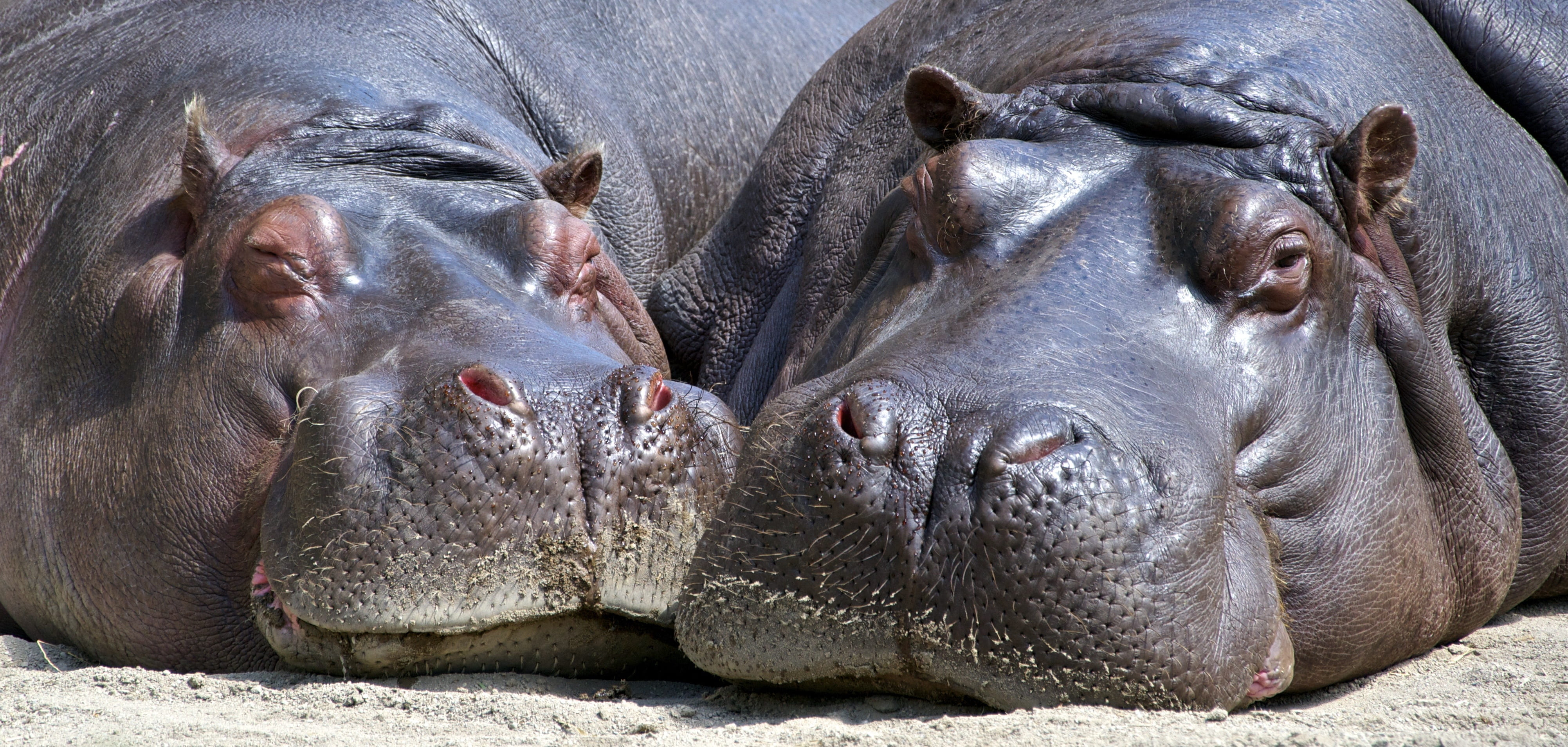 outdoors, mammal, close-up, animal wildlife, animals in the wild, two animals, animal body part, hippopotamuses, wildlife, black, nature, laying, togetherness, HD Wallpaper