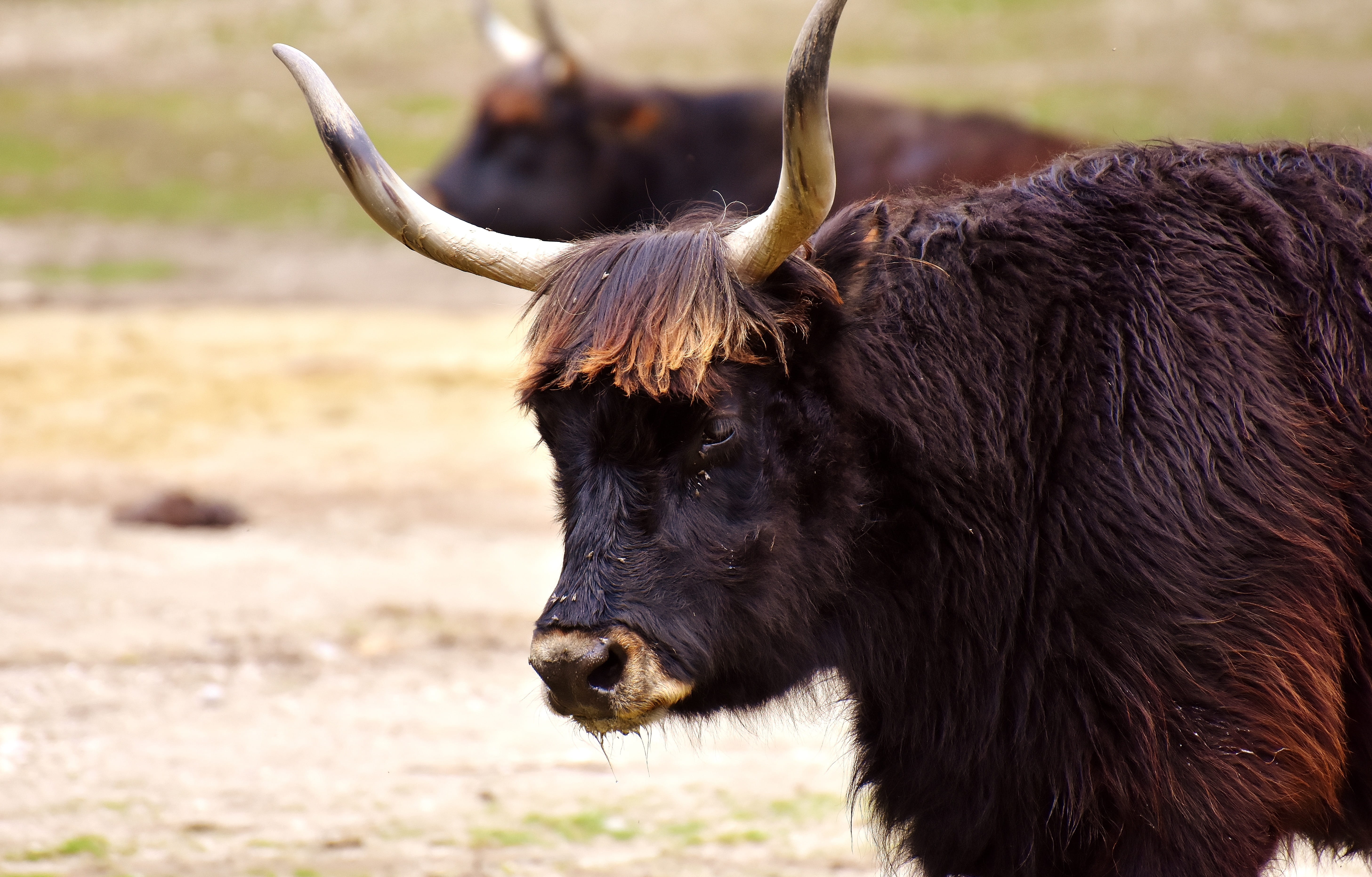 no people, cattle, field, animals in the wild, domestic animals, vertebrate, focus on foreground, one animal, day, Horns, Cattle, domestic, animal, zoo, HD Wallpaper