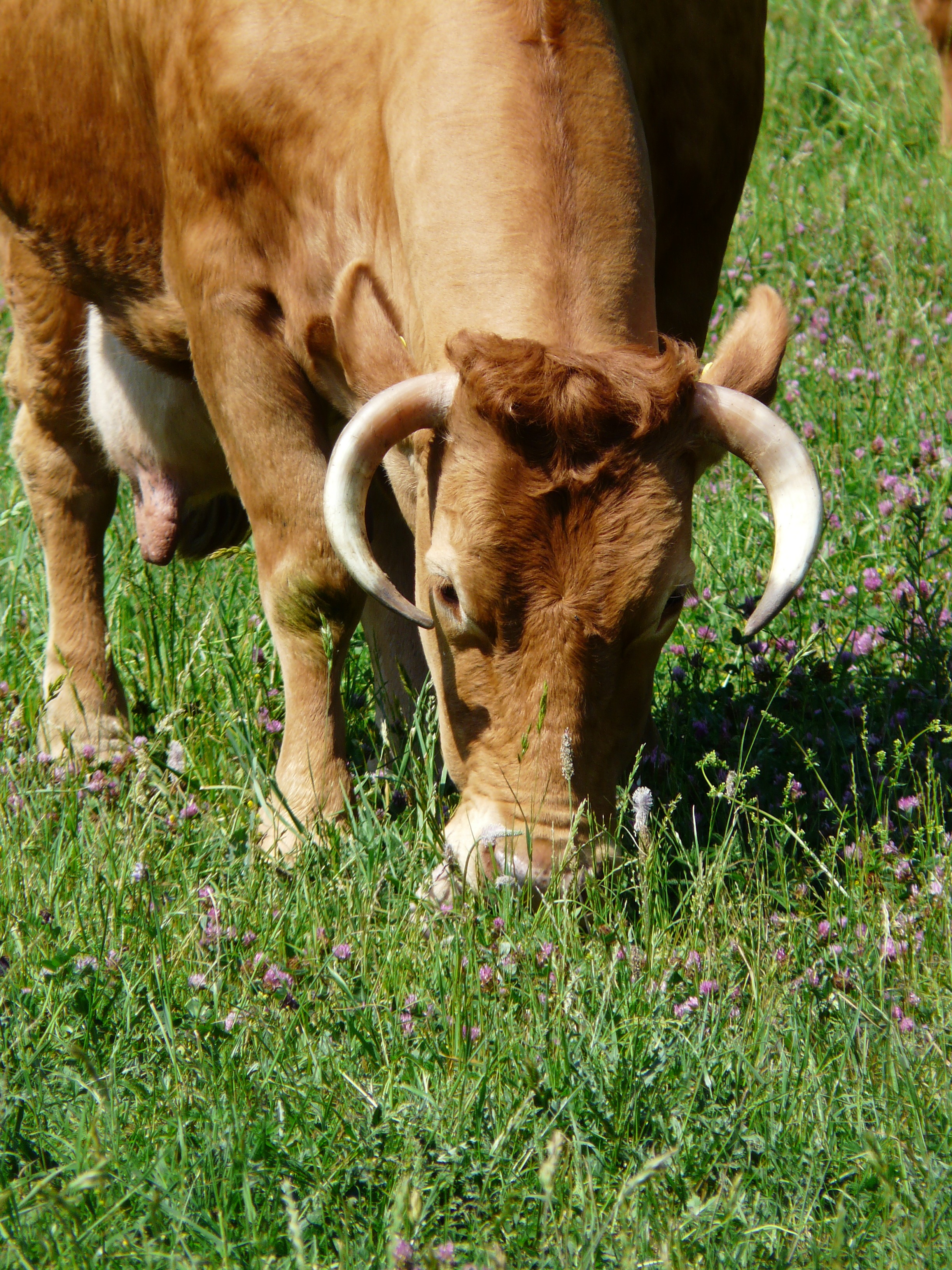 graze, outdoors, domestic cattle, nature, front woods, brown, domestic animals, cattle, domestic, one animal, 2K, pets, herbivorous, vertebrate, cow, plant, Phone HD Wallpaper