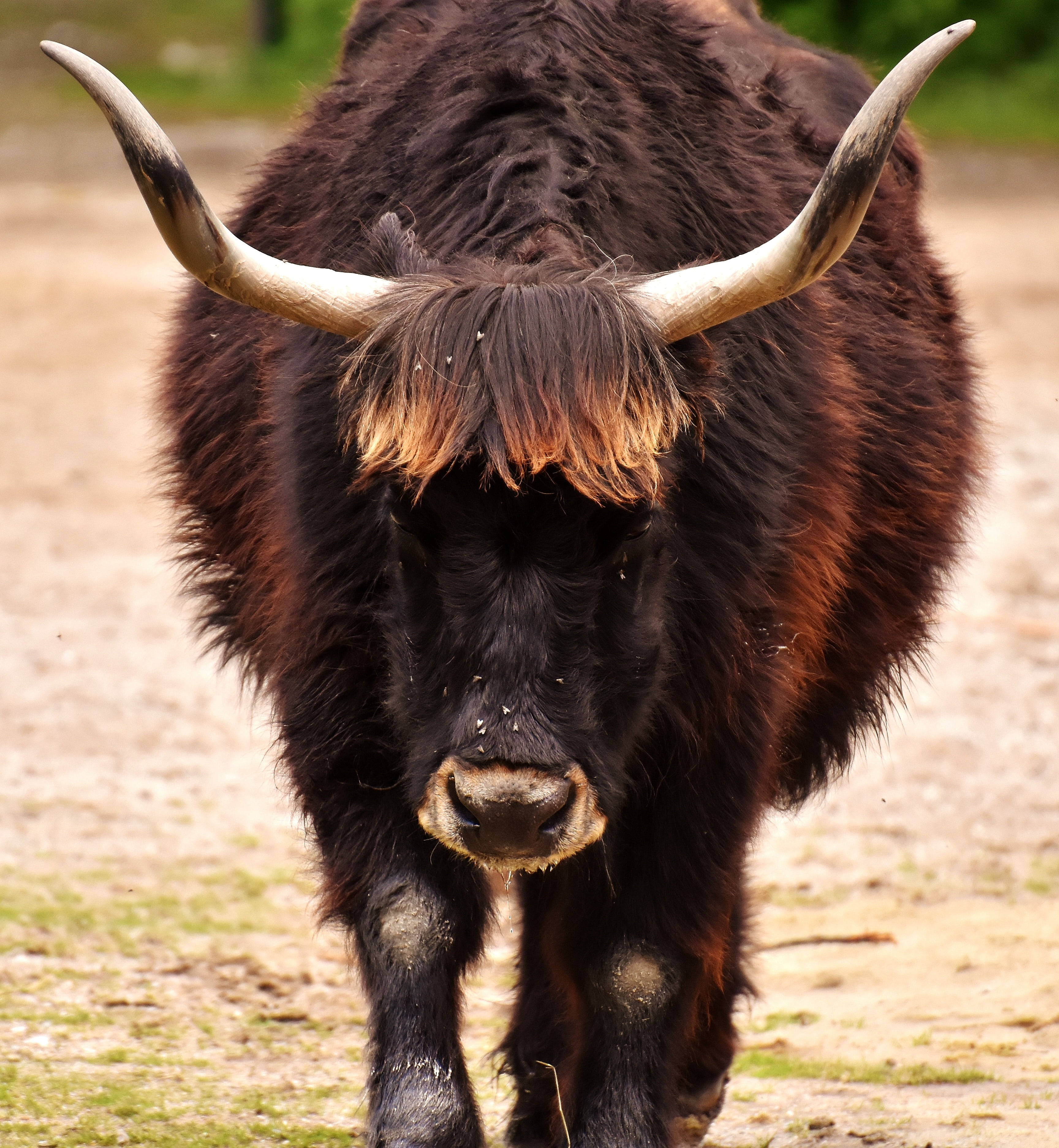 2K, pets, horned, field, outdoors, focus, cattle, front view, animal themes, herbivorous, aurochs, wildlife photography, land, focus on foreground, animal head, Phone HD Wallpaper