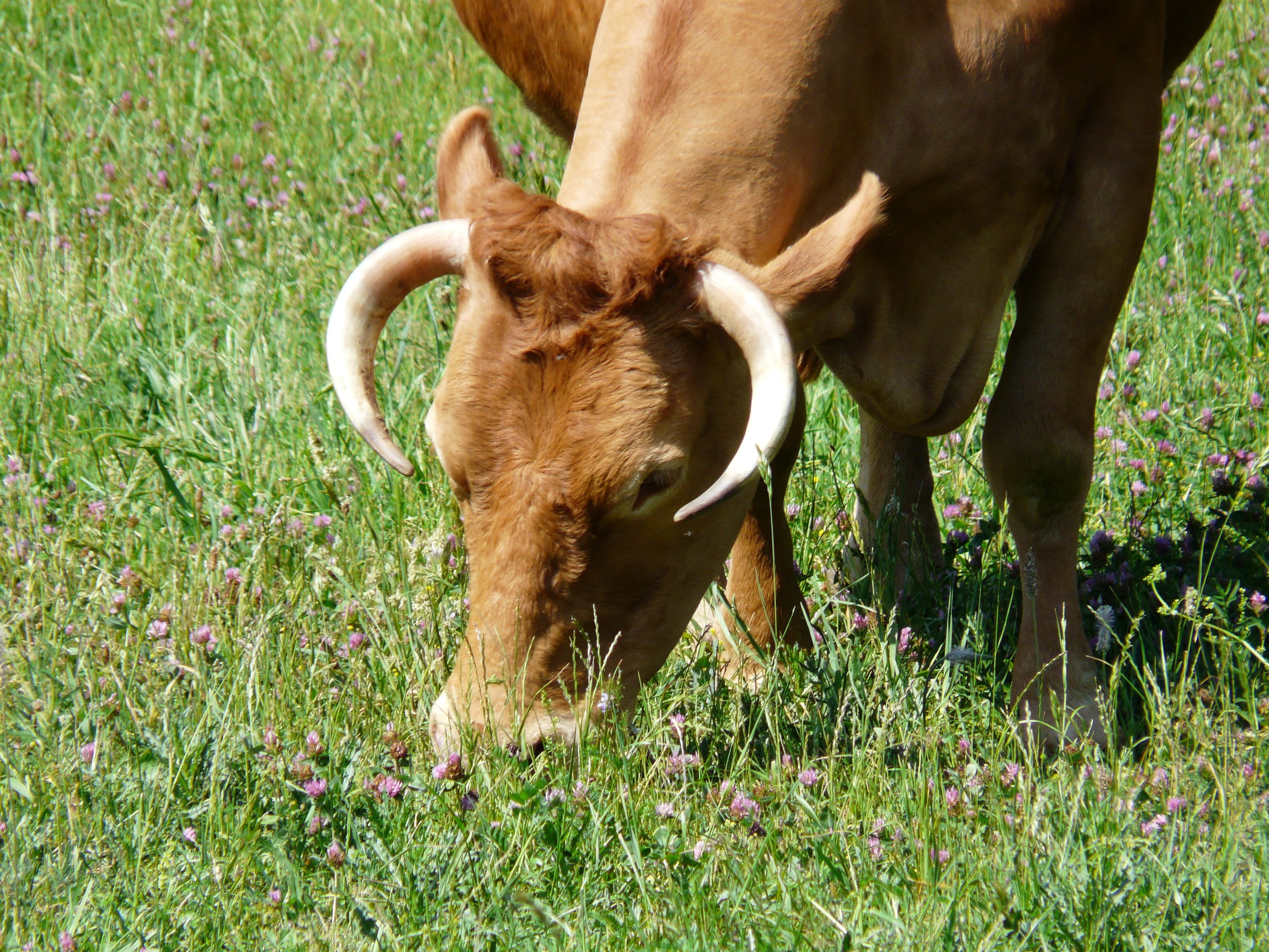 mammal, cow, grass, animal head, plant, animal, field, graze, creature, no people, outdoors, herbivorous, horns, day, cattle, domestic, domestic animals, HD Wallpaper