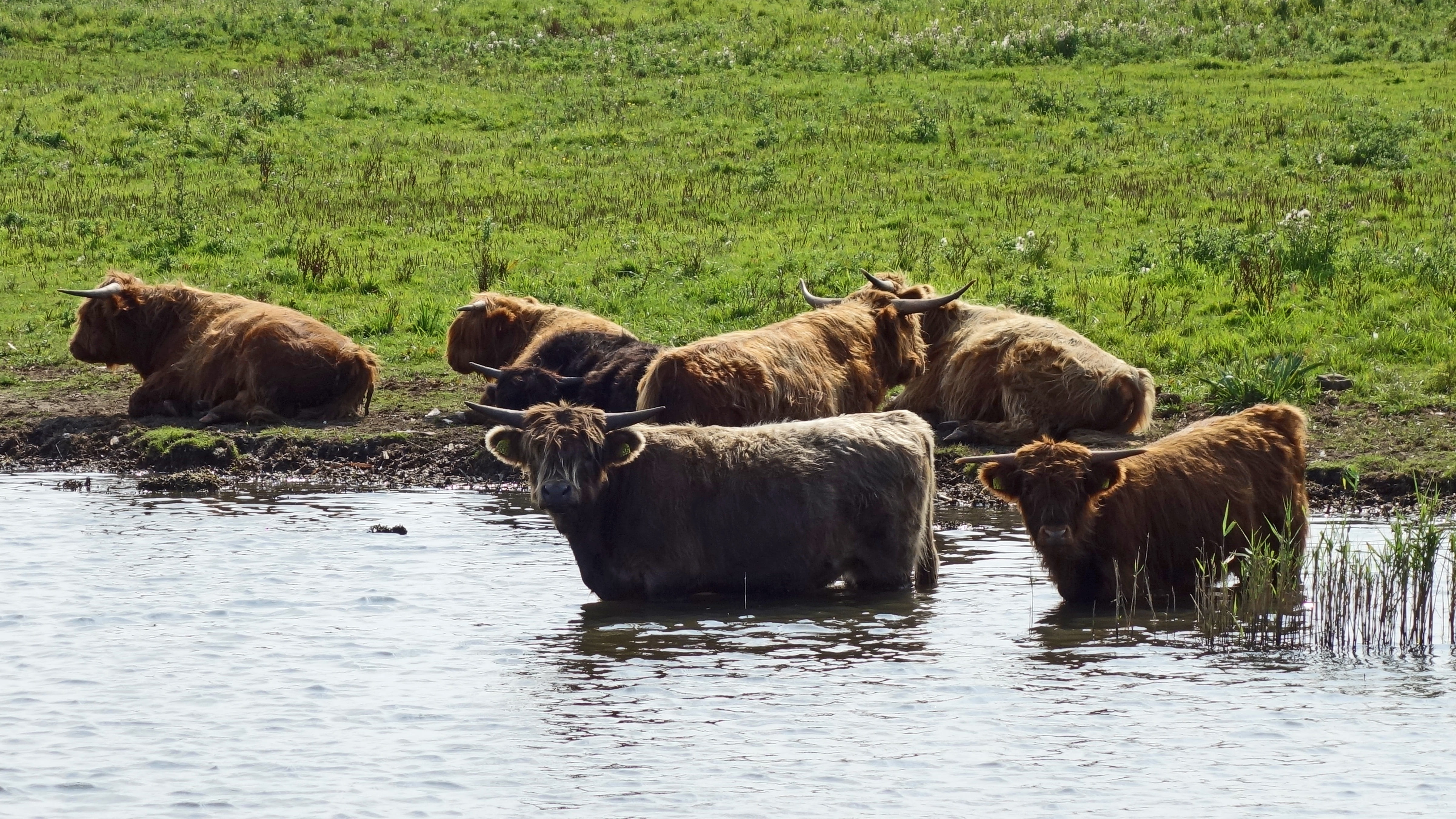protected nature area, bear, day, water, nature reserve, herbivorous, animal family, animal wildlife, lauwersmeer, protected nature, group of animals, 4K, HD Wallpaper