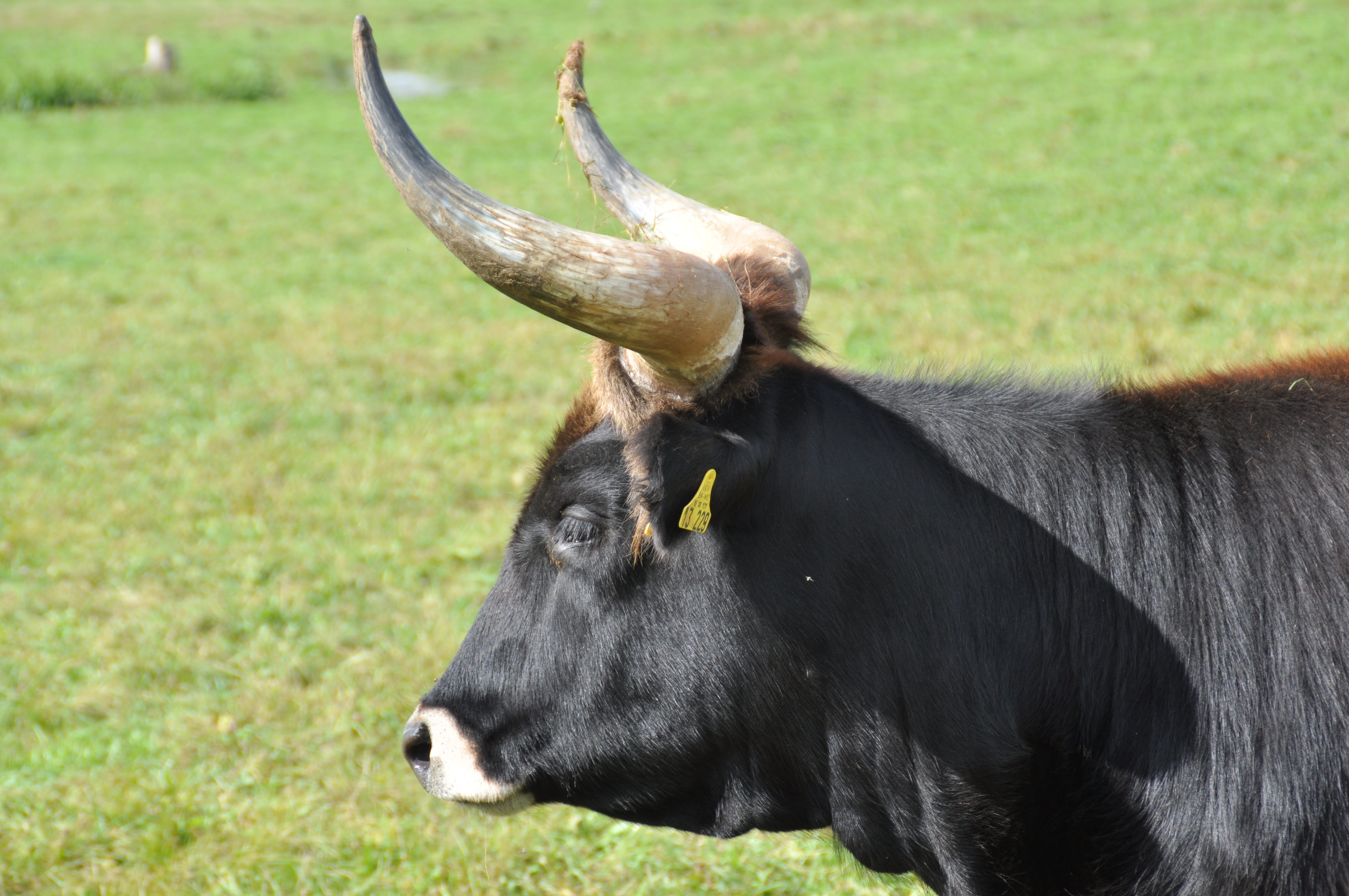 outdoors, mammal, pets, animal head, animal, bull - animal, nature, livestock, aurochs, animal wildlife, animal themes, domestic animals, one animal, field, HD Wallpaper