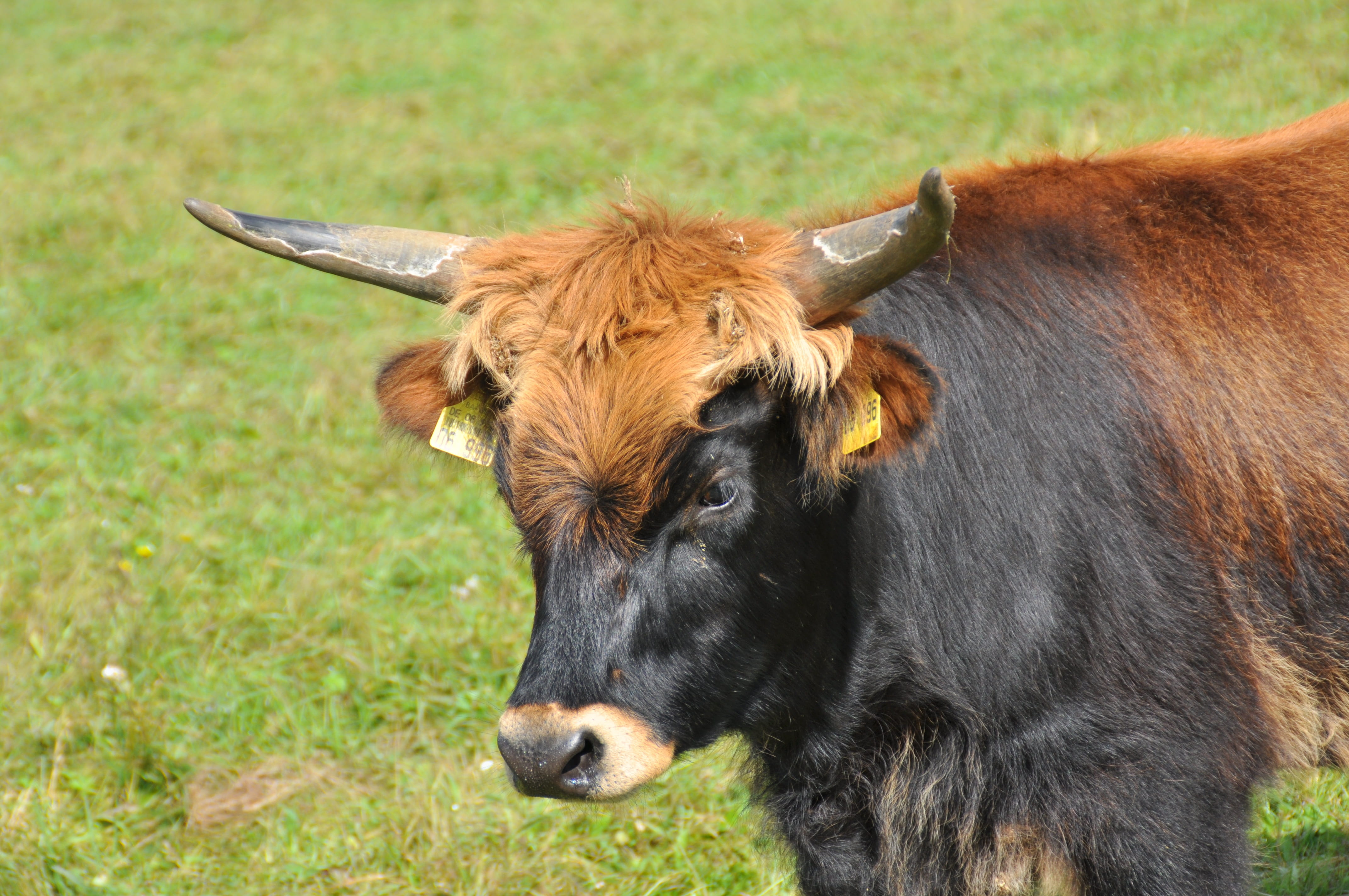 grass, pets, aurochs, plant, animal, vertebrate, no people, cattle, horned, field, herbivorous, outdoors, domestic animals, 4K, domestic, animal themes, HD Wallpaper