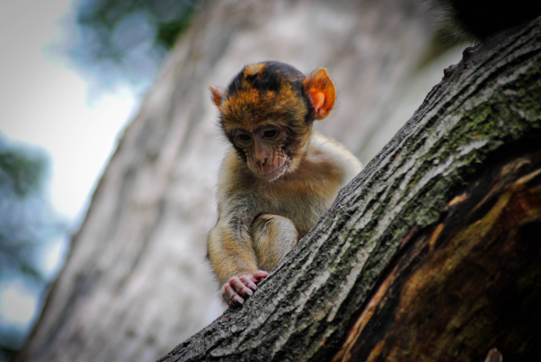 monkey, tree, small monkey, 1080P, baby barbary, banrch, small, macaque, HD Wallpaper