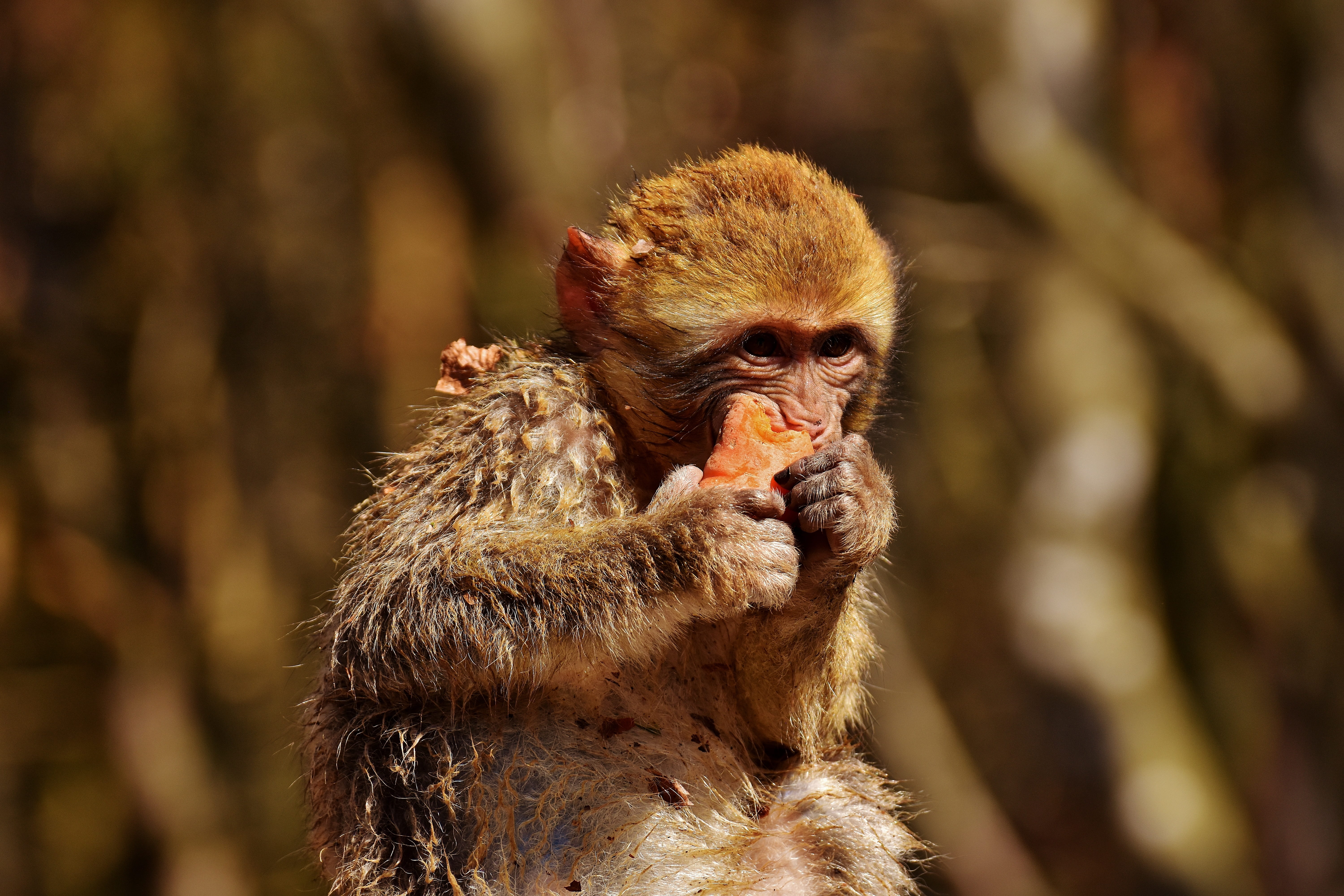 vertebrate, endangered species, 5K, ape, one animal, day, mammal, no people, portrait, close-up, outdoors, animals in the wild, wild animal, carrot, baboon, HD Wallpaper