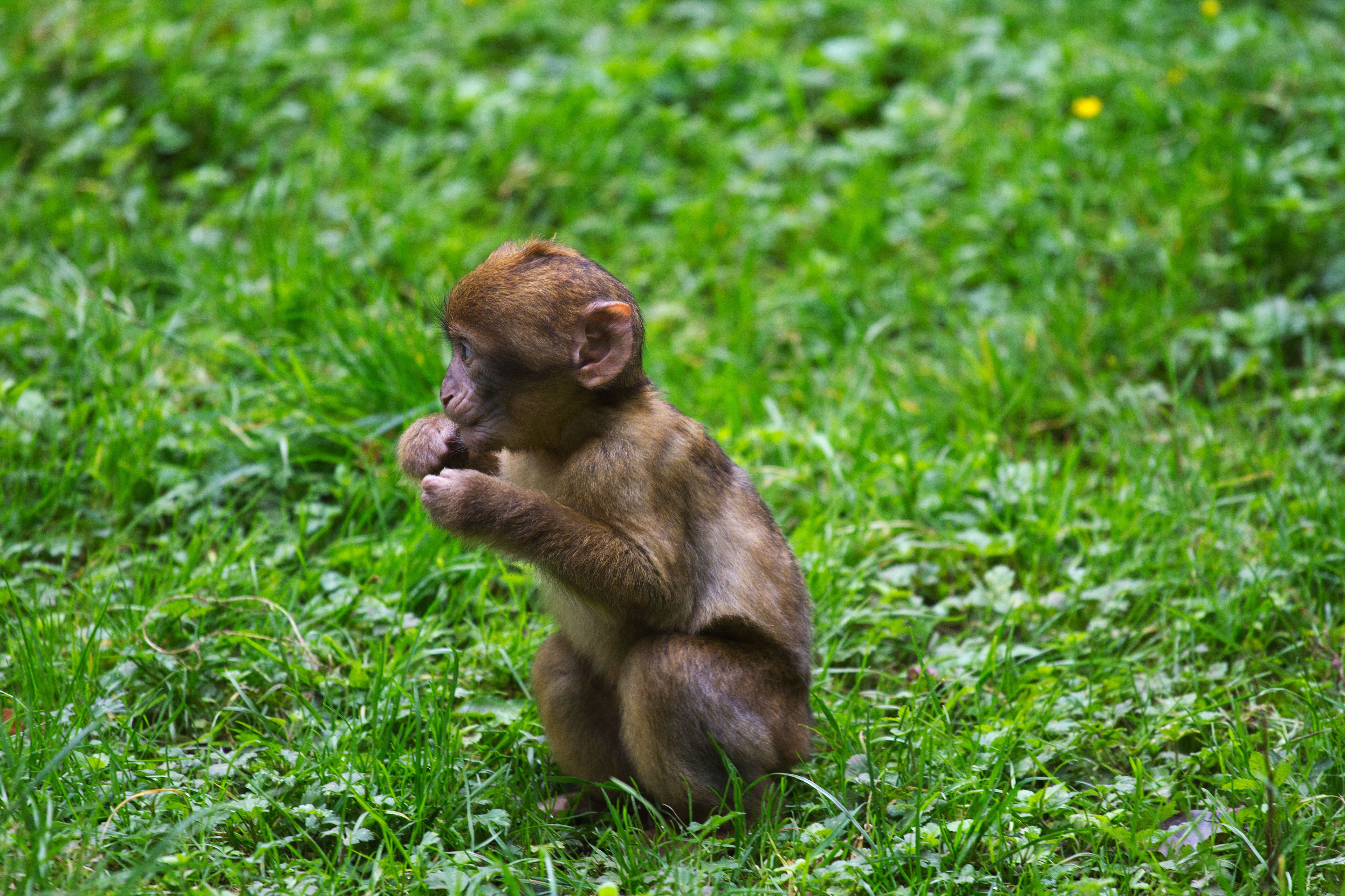 land, young animal, green color, primate, no people, baby, mammal, nature, animals in the wild, animal, plant, brown, vertebrate, young barbary macaque, HD Wallpaper