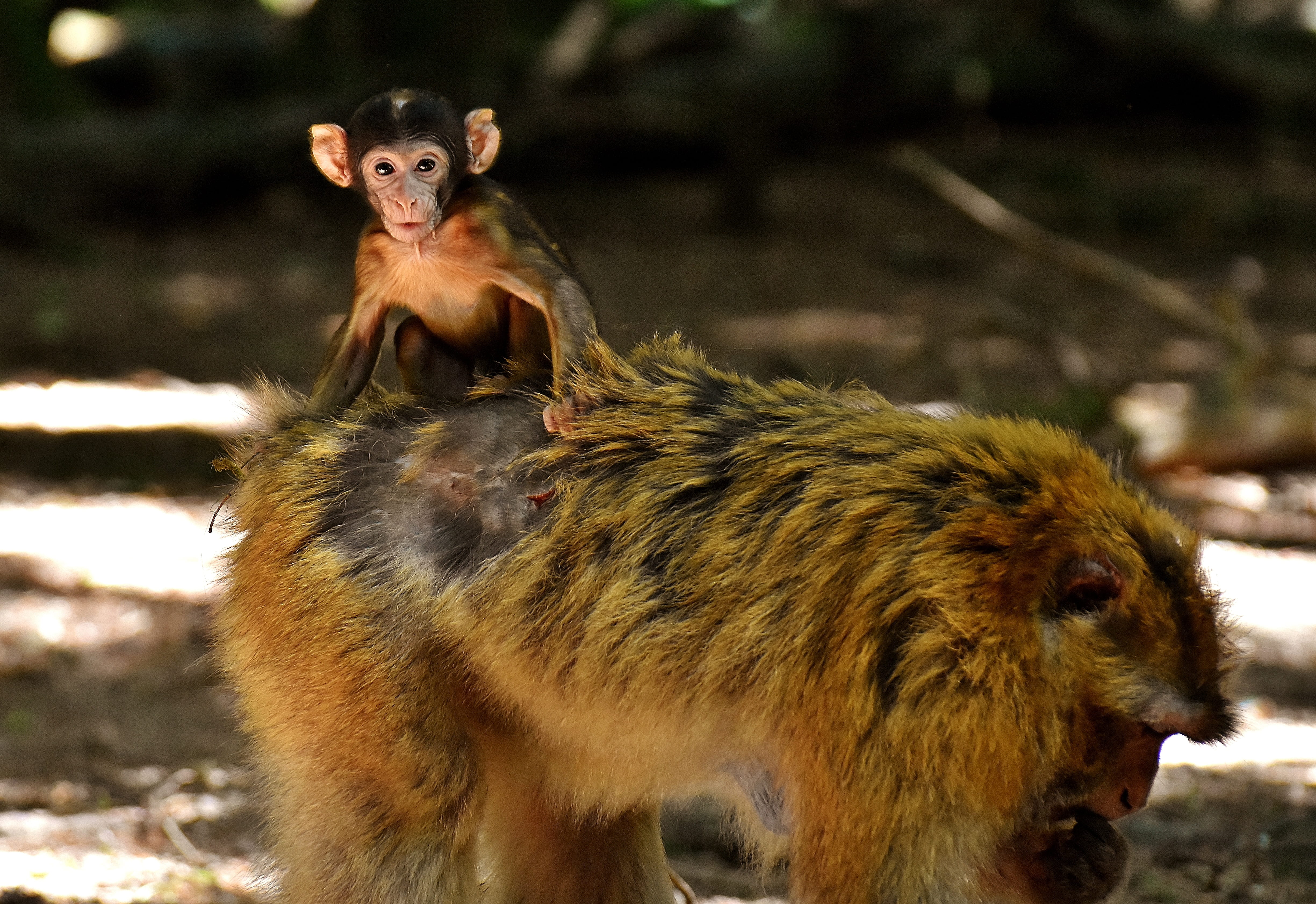 monkey mountain salem, side view, nature, zoology, monkey, one animal, day, wild Animals, feed, wild animal, baby, zoo, lemur, no people, focus on foreground, HD Wallpaper
