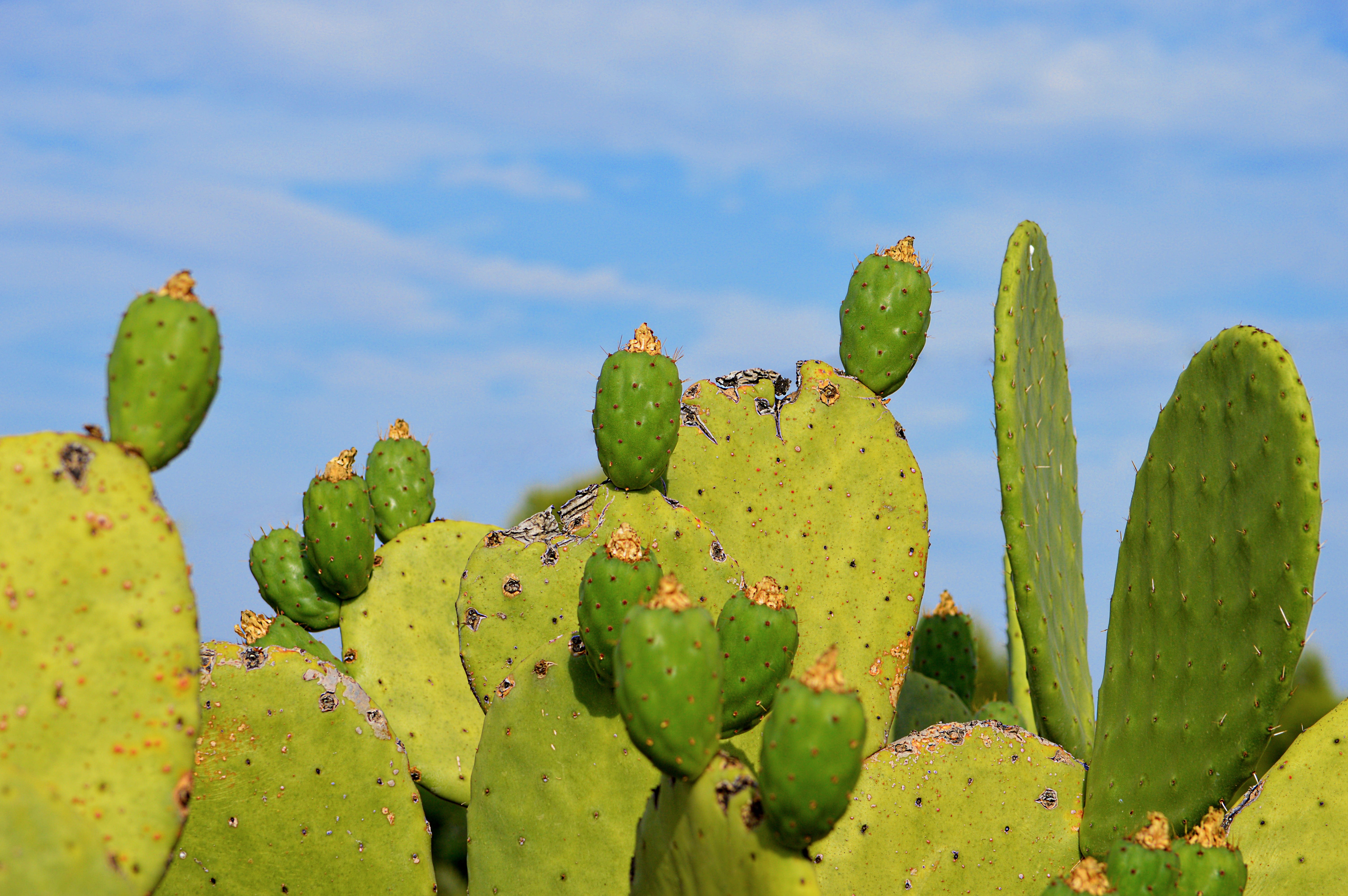selective, outdoors, land, barbary, focus, mediterranean, cactus, sunlight, plant, spiked, beauty in nature, photography, growth, climate, day, succulent plant, HD Wallpaper
