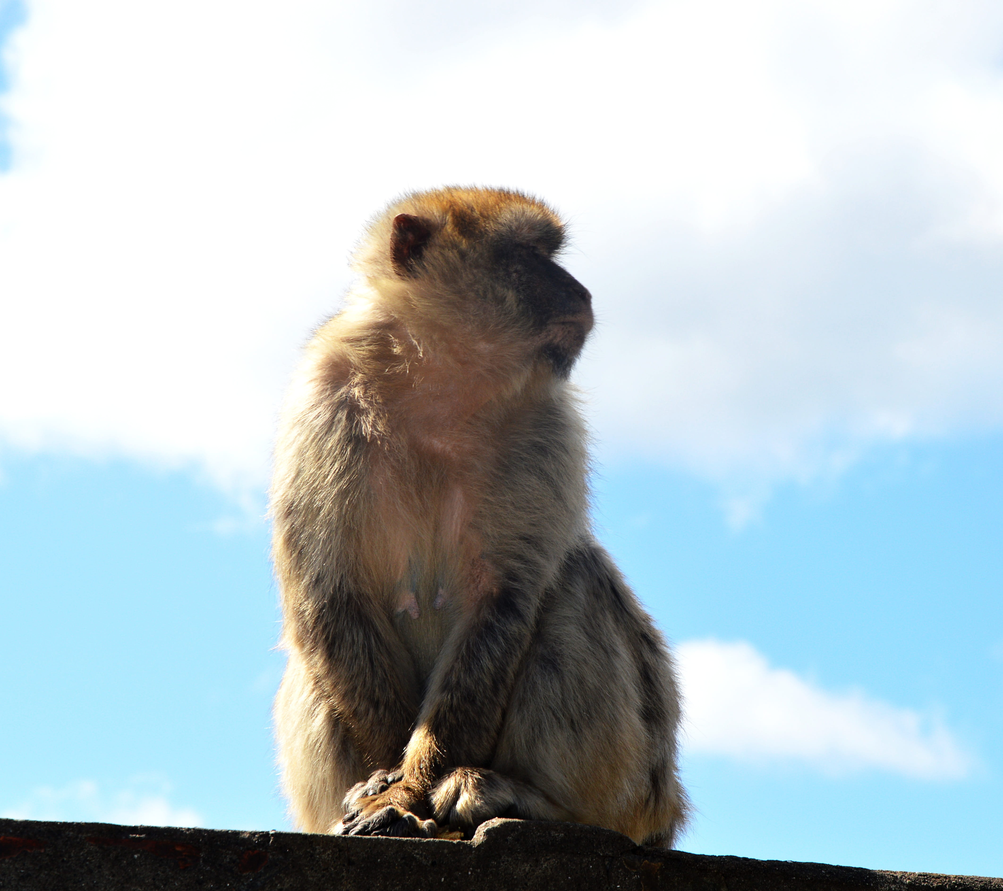 cloud - sky, barbary ape, day, mammal, monkey, animal themes, monkey rock, primate, nature, 4K, focus on foreground, low angle view, rodent, animal, no people, HD Wallpaper