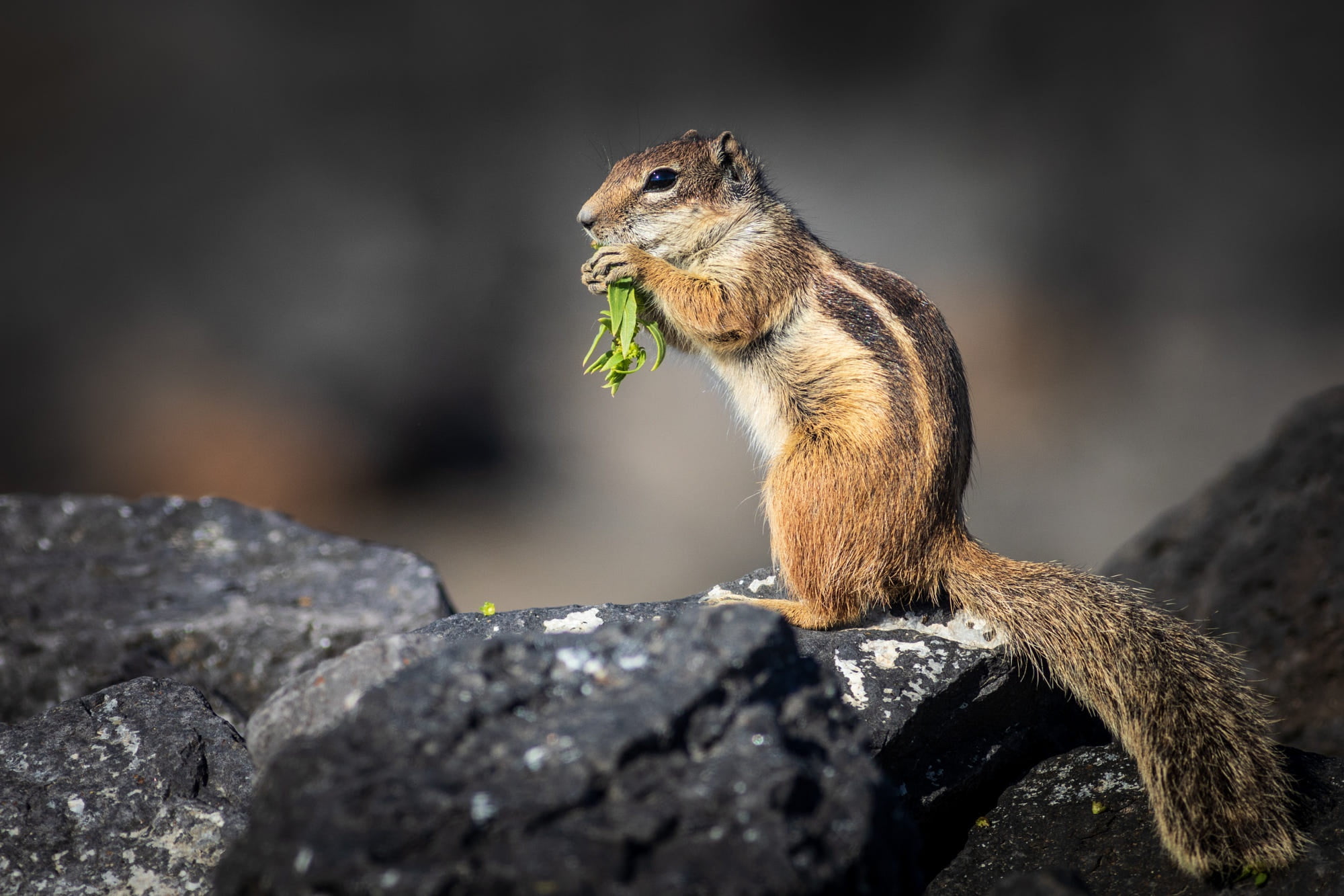 Wildlife, Barbary Ground Squirrel, 1080P, Squirrel, Rodent, Animal, HD Wallpaper