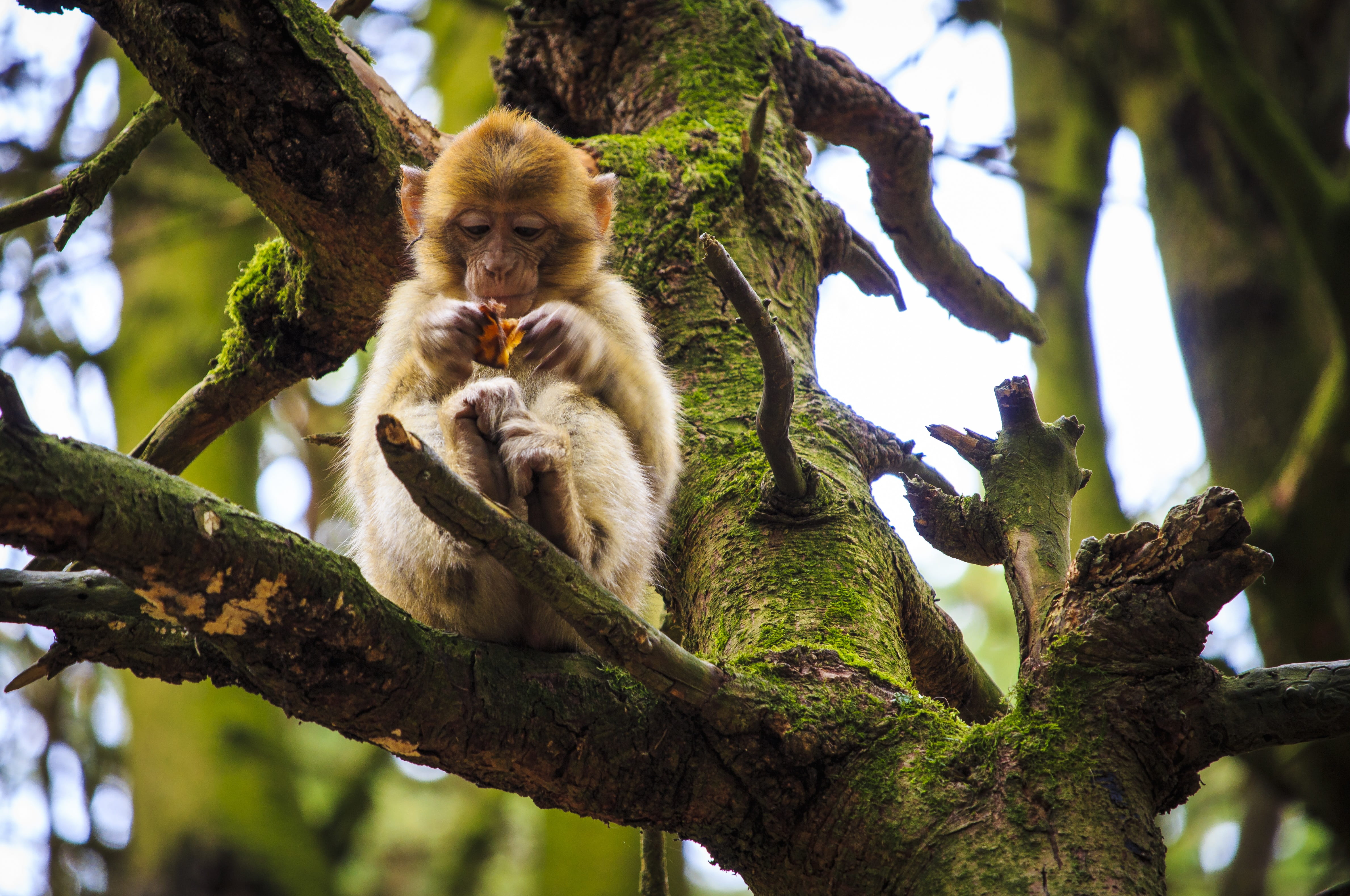 low angle view, outdoors, animals in the wild, one animal, focus on foreground, relax, plant, wood, no people, 4K, vertebrate, barbary ape, eat, salem, HD Wallpaper