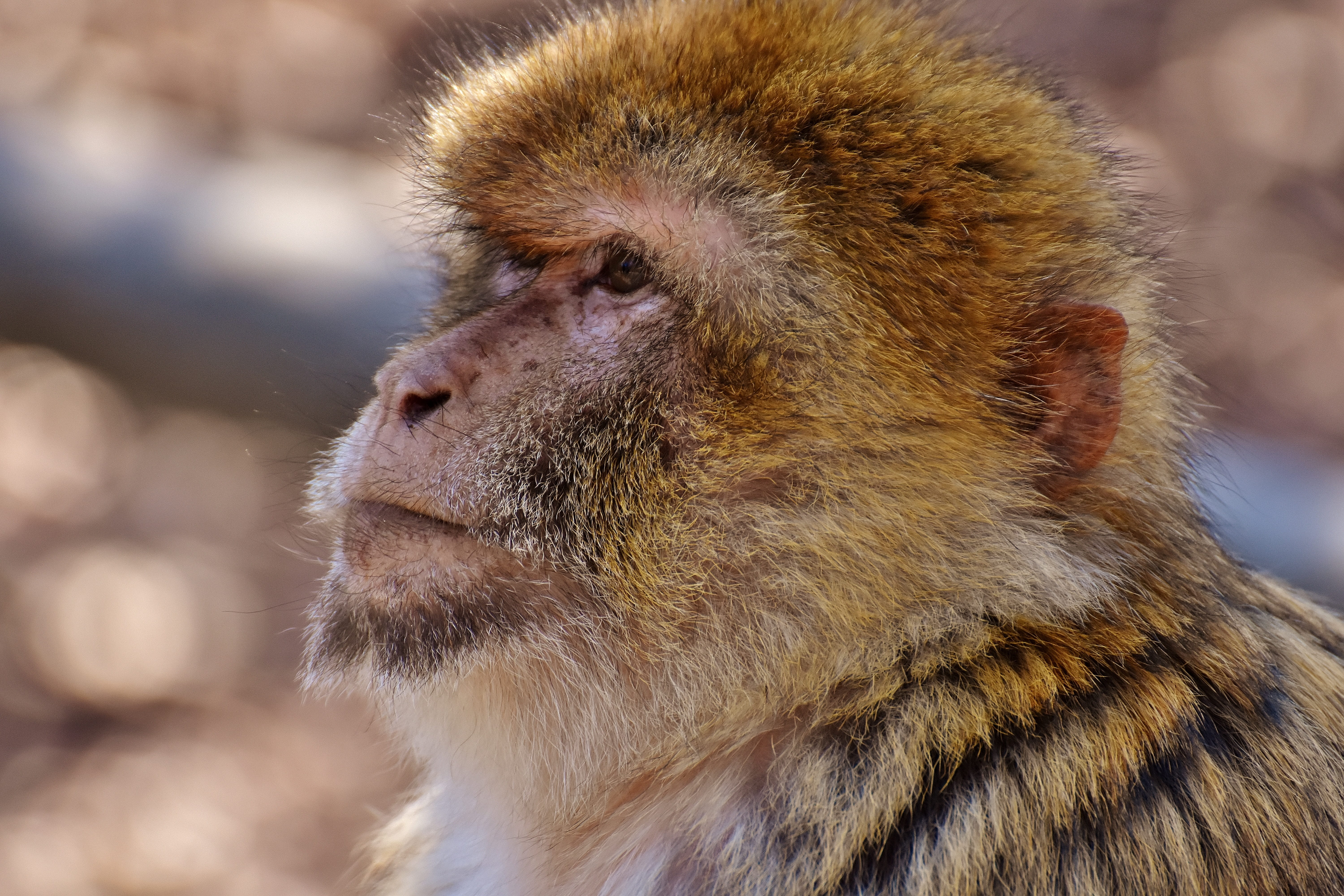 one animal, profile view, monkey mountain salem, Barbary Ape, monkey, endangered, outdoors, species, close-up, focus on foreground, vertebrate, animal wildlife, HD Wallpaper