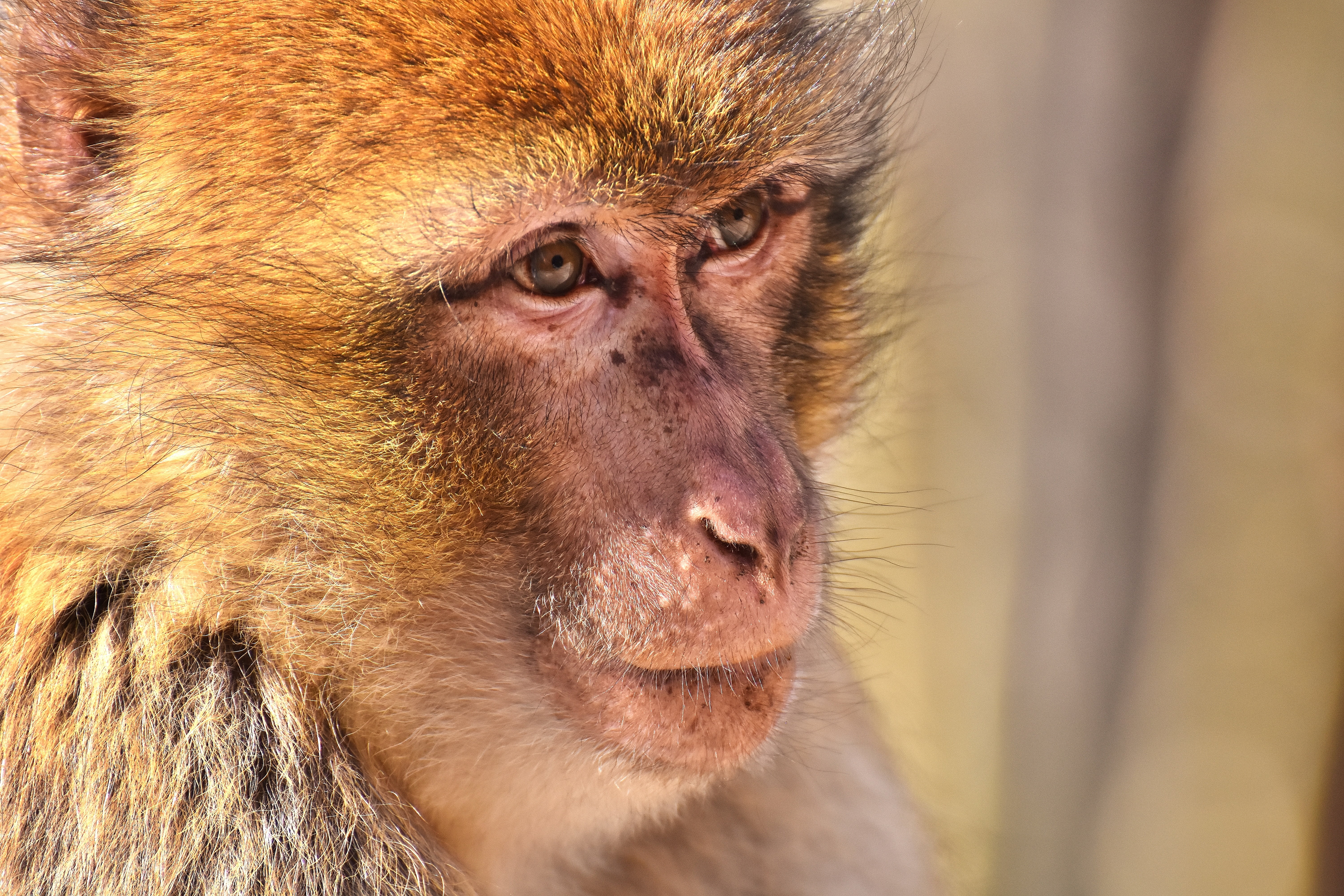 focus on foreground, 5K, mammal, animal body part, animal themes, baboon, looking away, photography, focus, close-up, endangered species, one animal, monkey, HD Wallpaper