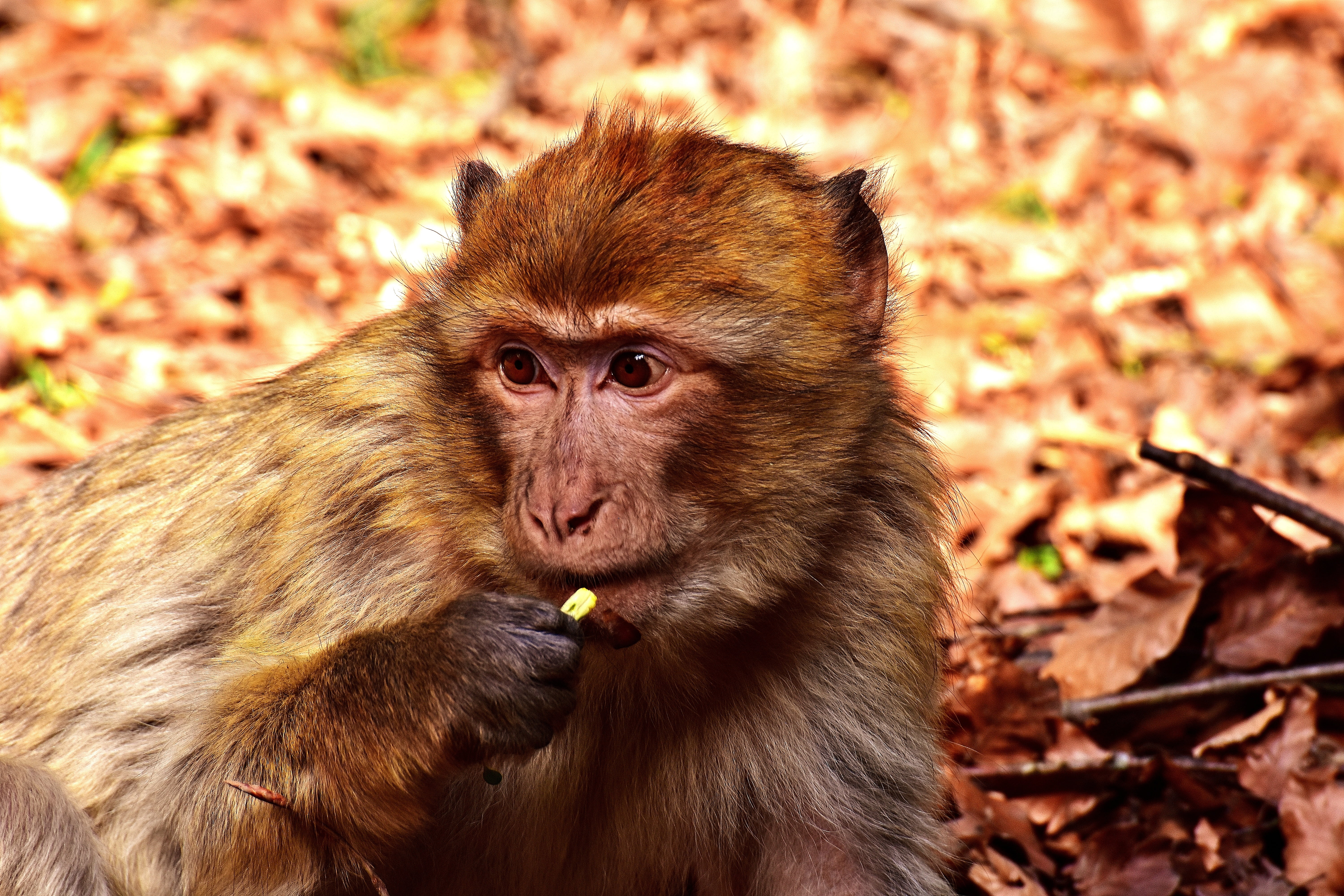 looking at camera, animal, food, monkey, 5K, focus on foreground, outdoors, leaf, eat, day, plant part, one animal, animal wildlife, food and drink, primate, HD Wallpaper