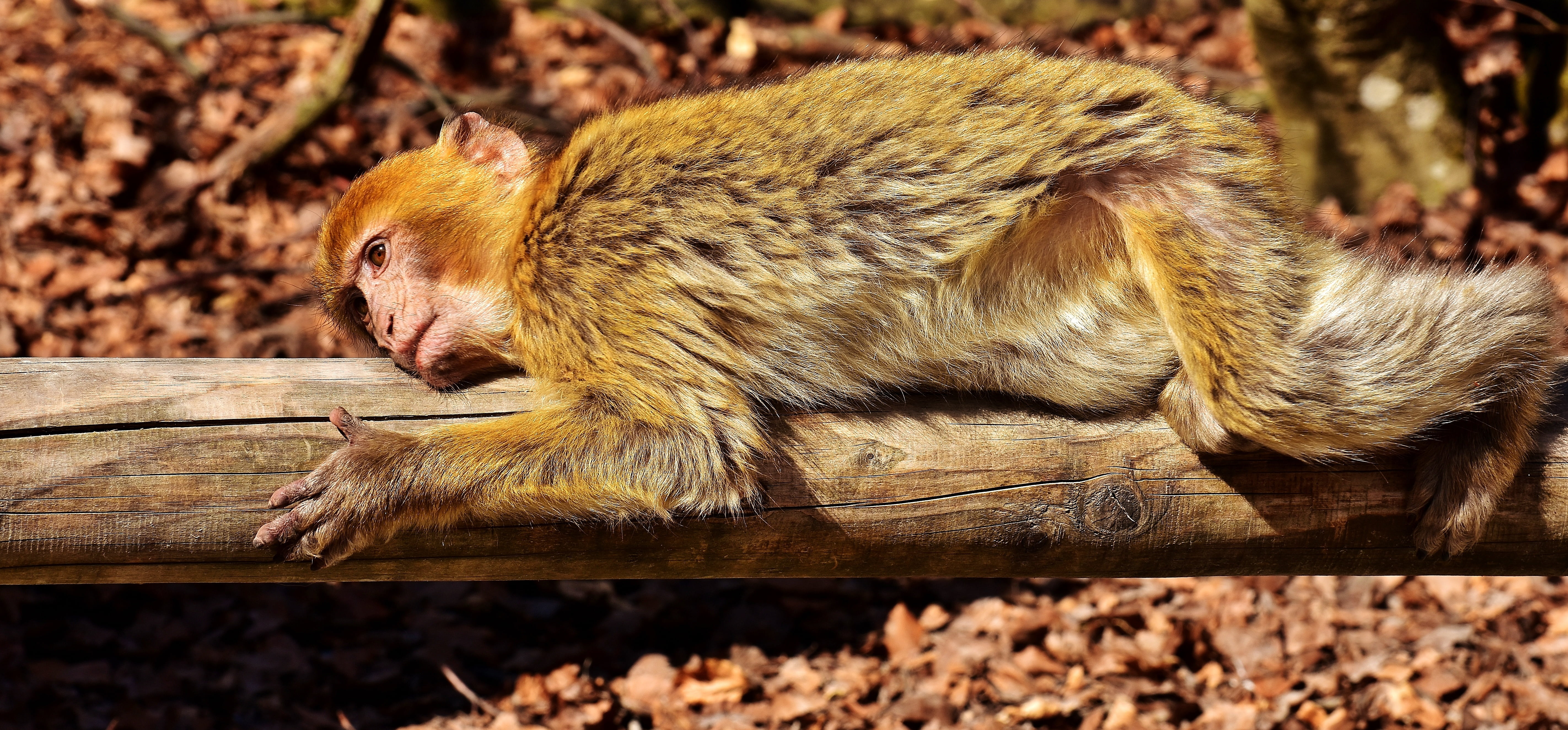 nature, 5K, animals in the wild, sunlight, salem, zoo, brown, one animal, mammal, barbary ape, monkey mountain, log, outdoors, no people, animal, close-up, HD Wallpaper