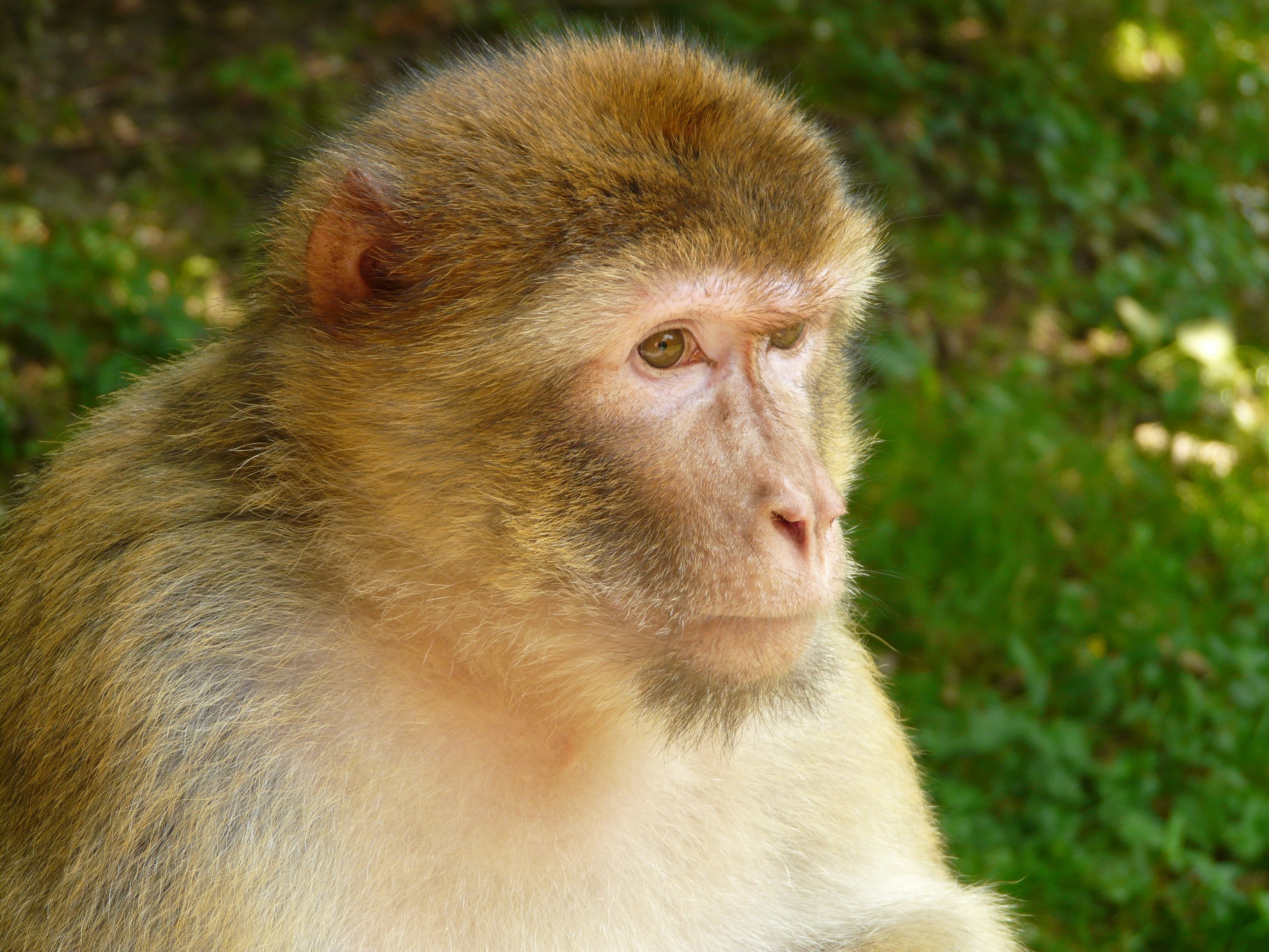 hair, macaque, snout, close-up, 2K, asia, monkey, animals in the wild, salem, wildlife, animal, looking, day, portrait, focus on foreground, no people, HD Wallpaper