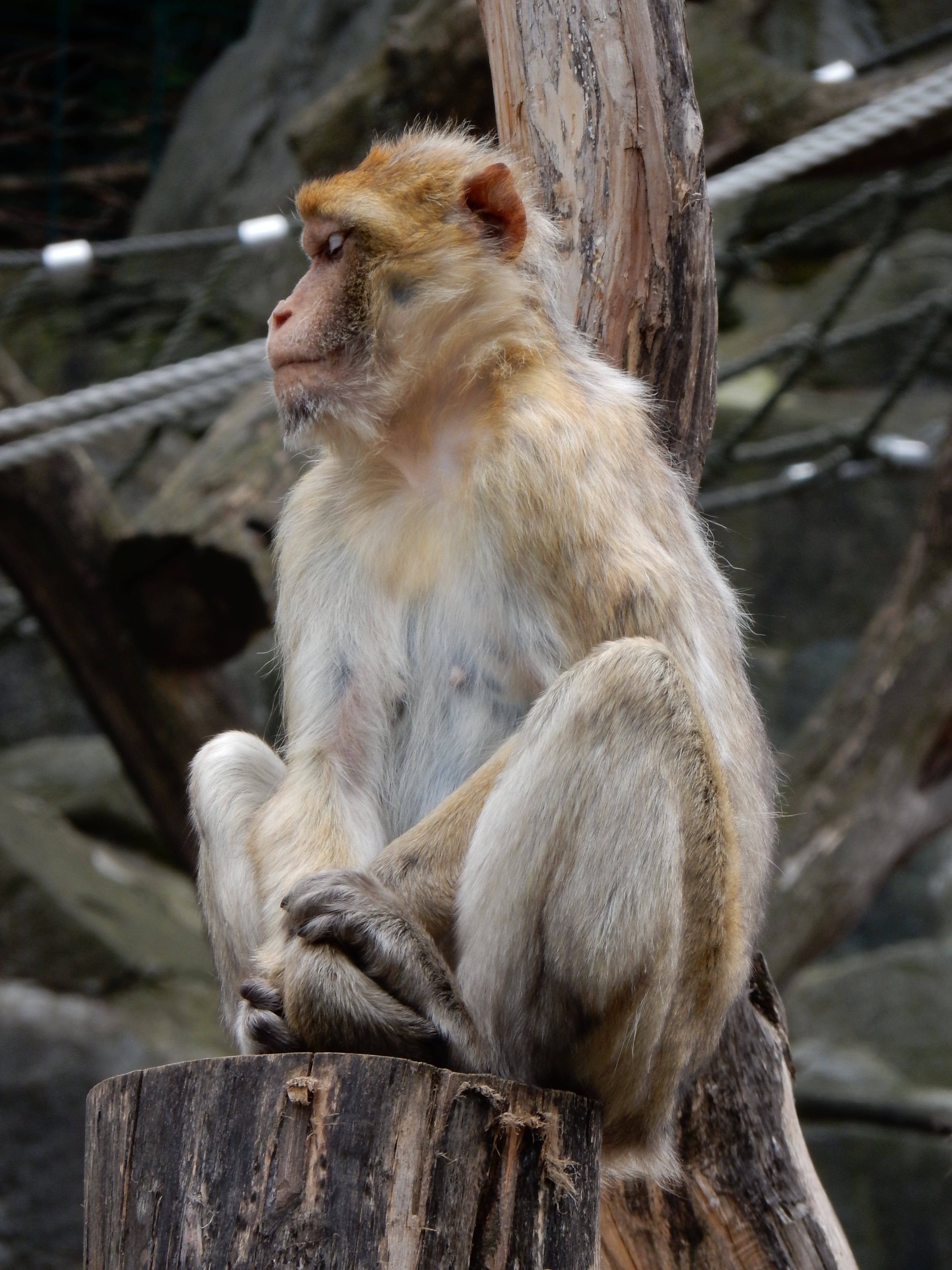 focus on foreground, animals in the wild, mammal, zoo, animal wildlife, outdoors, looking away, sitting, one animal, äffchen, barbary ape, wood - material, Phone HD Wallpaper