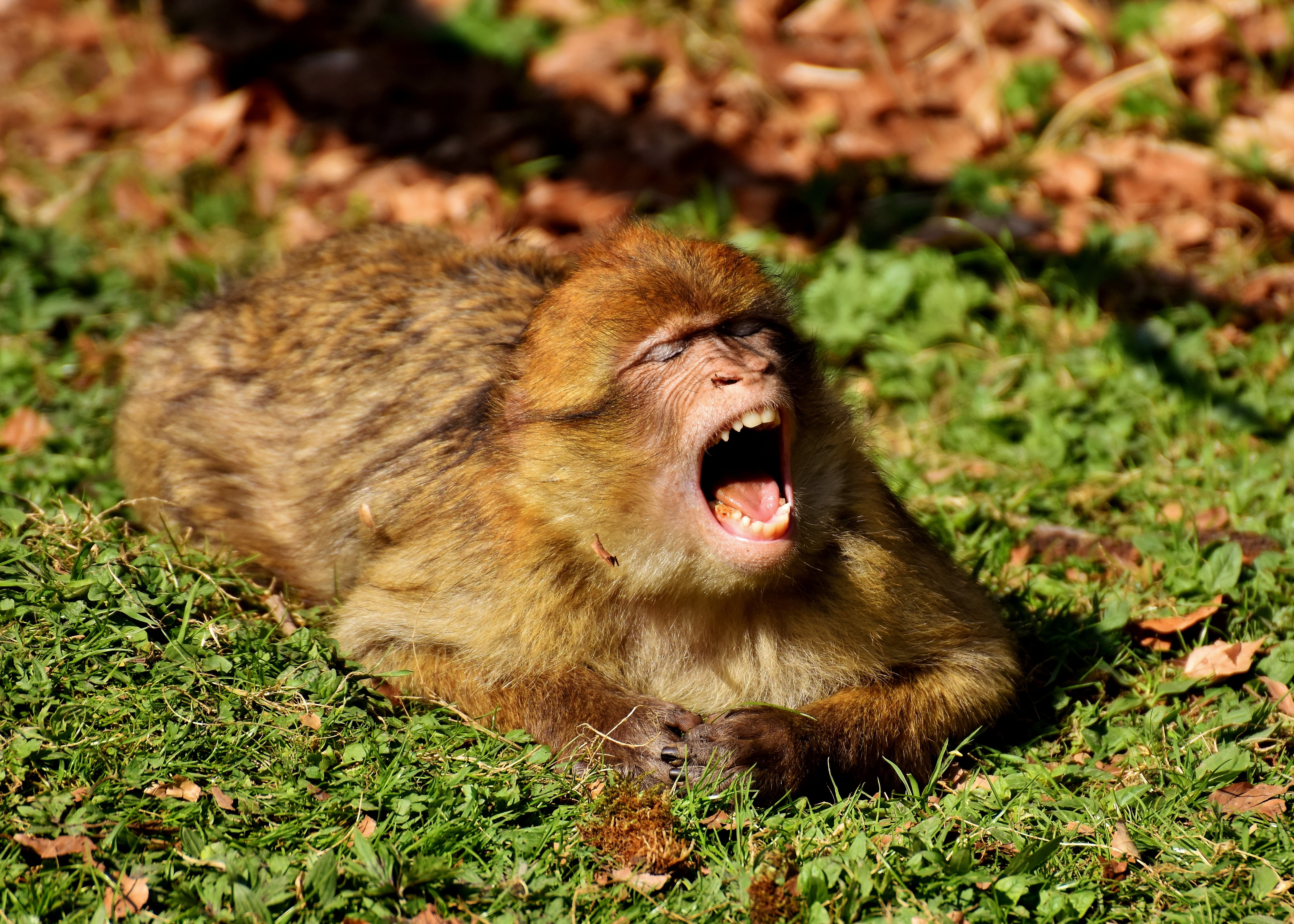 land, mammal, zoo, animal wildlife, nature, field, relaxation, day, yawn, barbary ape, mouth open, animal, vertebrate, grass, monkey mountain salem, yawning, HD Wallpaper