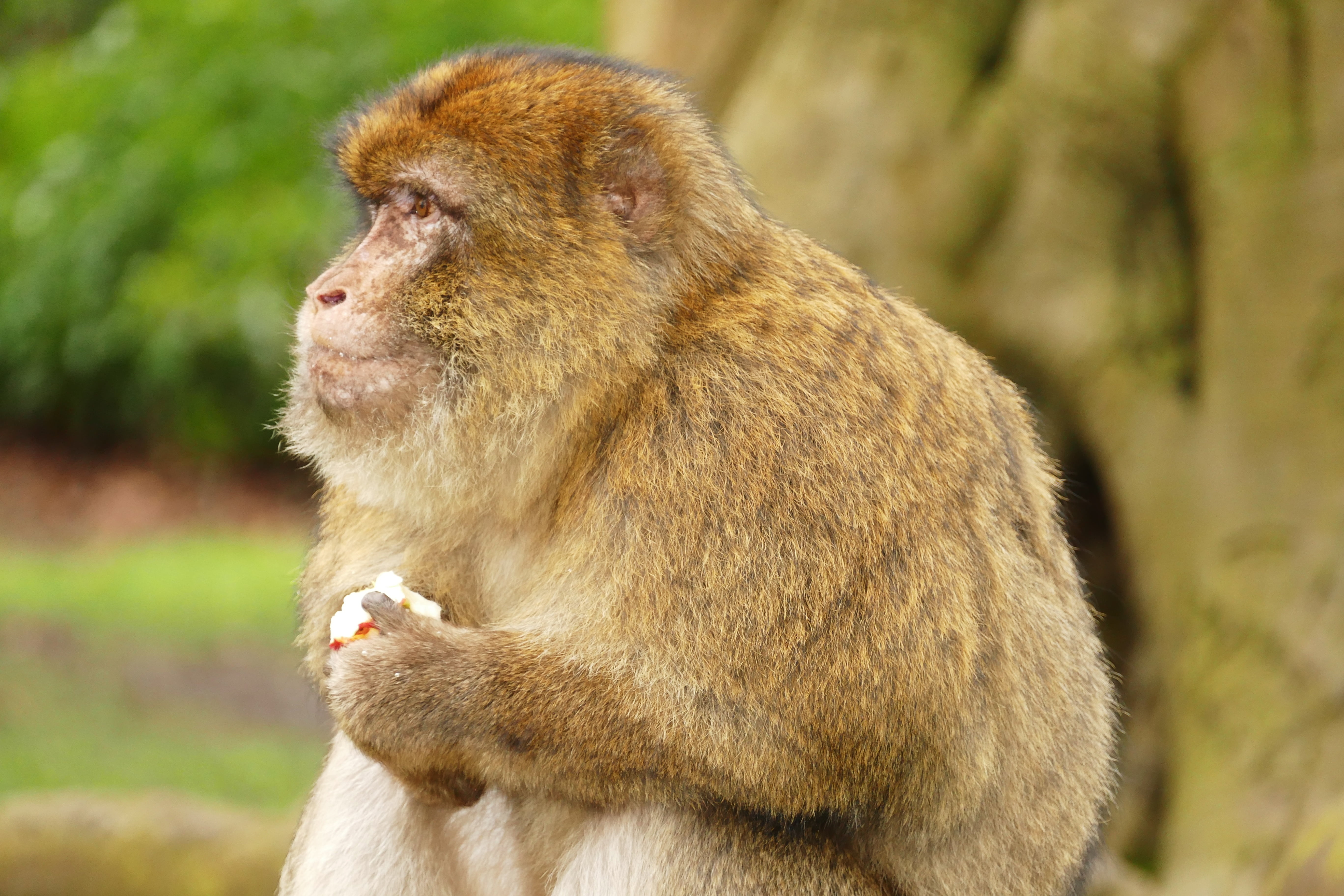 mammal, barbary macaque, no people, brown, nature, zoo, wildlife, vertebrate, outdoors, contemplation, monkey, animal wildlife, wild, primate, baboon, focus on foreground, HD Wallpaper