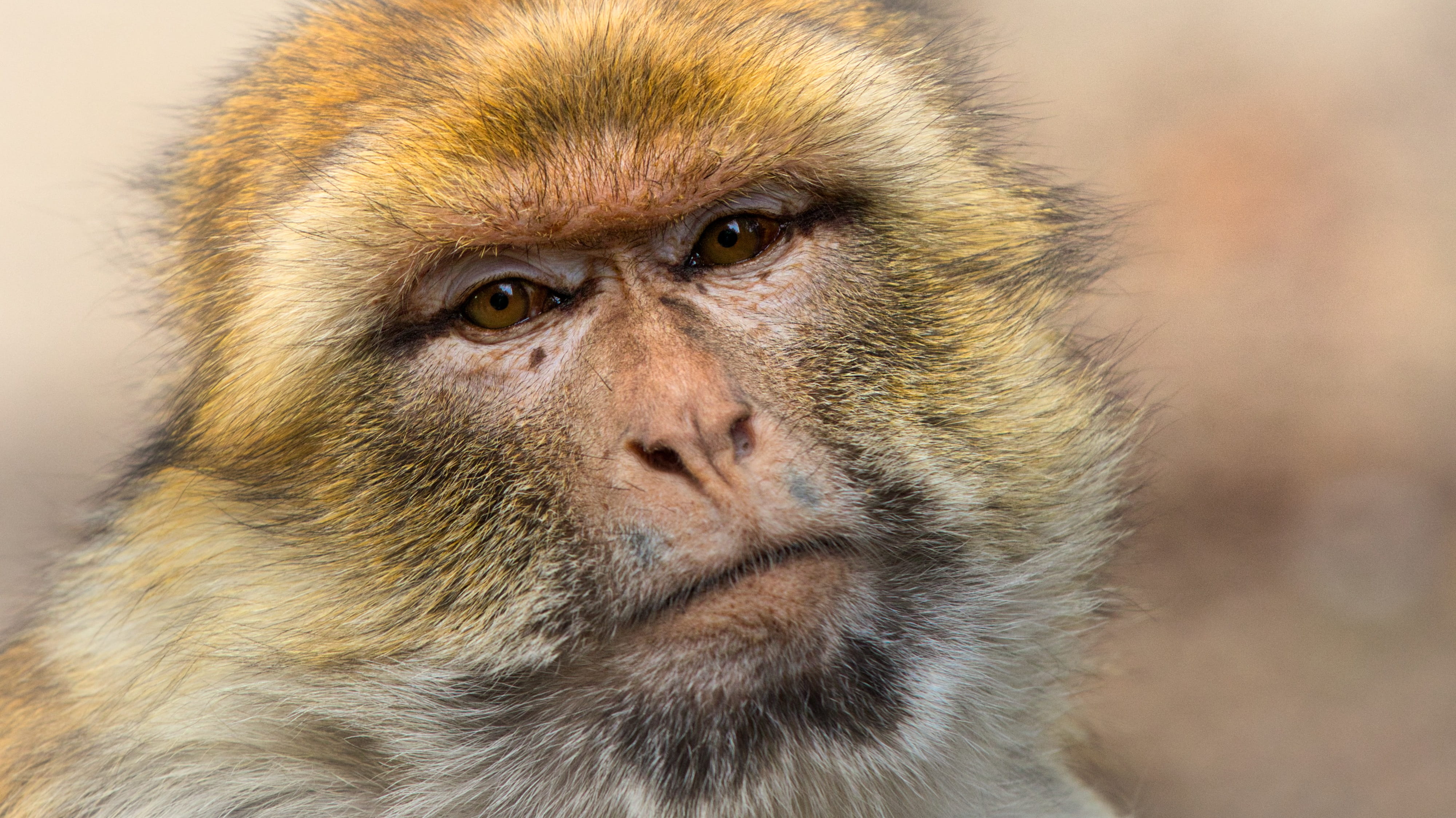 looking at camera, vertebrate, mahogany, hair, close-up, ape, animal portrait, animal body part, close up, barbary ape, body part, one animal, monkey, animal wildlife, HD Wallpaper