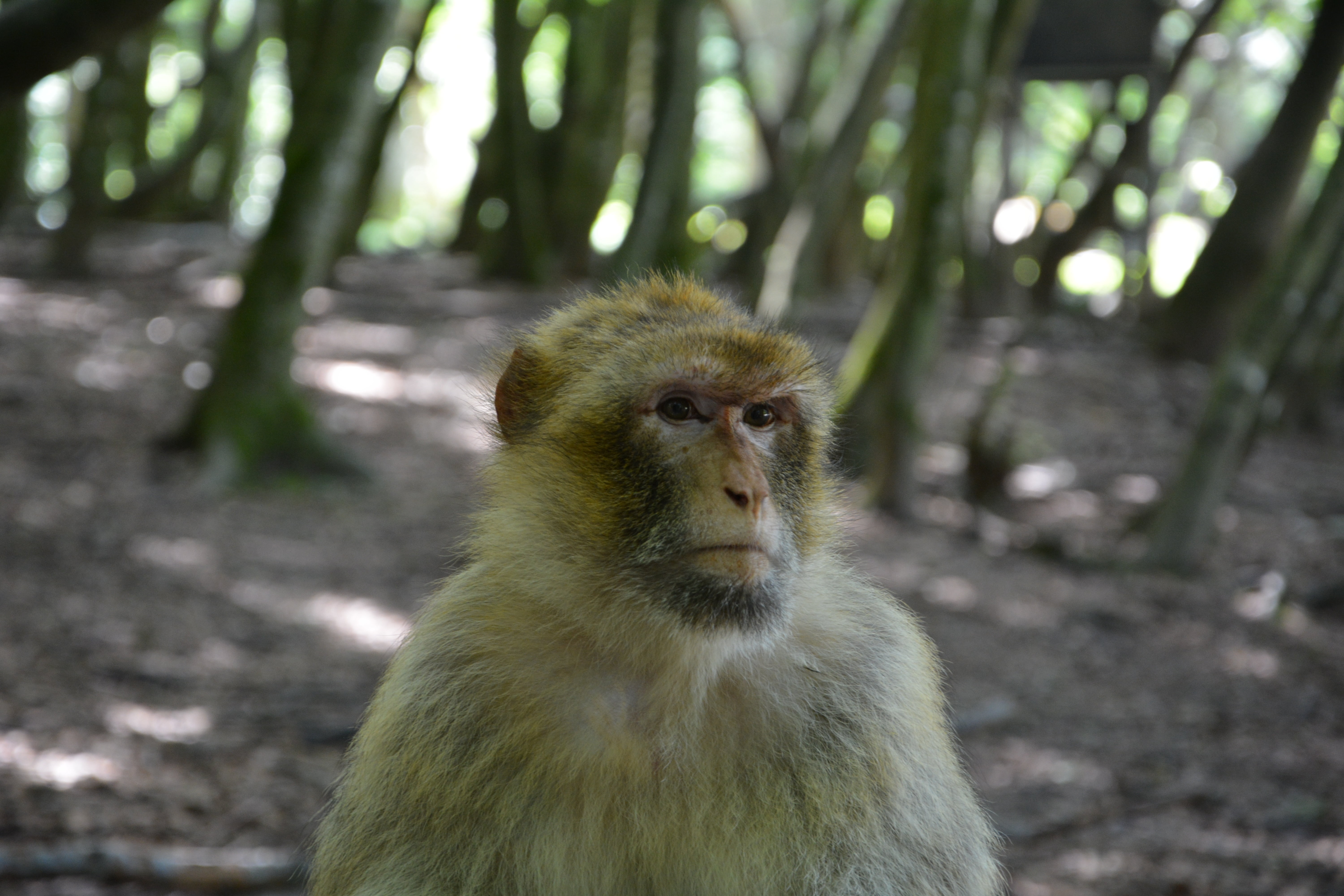 land, vertebrate, nature, baboon, plant, animals in the wild, monkey, animal, day, no people, barbary ape, animal head, 5K, animal wildlife, äffchen, one animal, HD Wallpaper