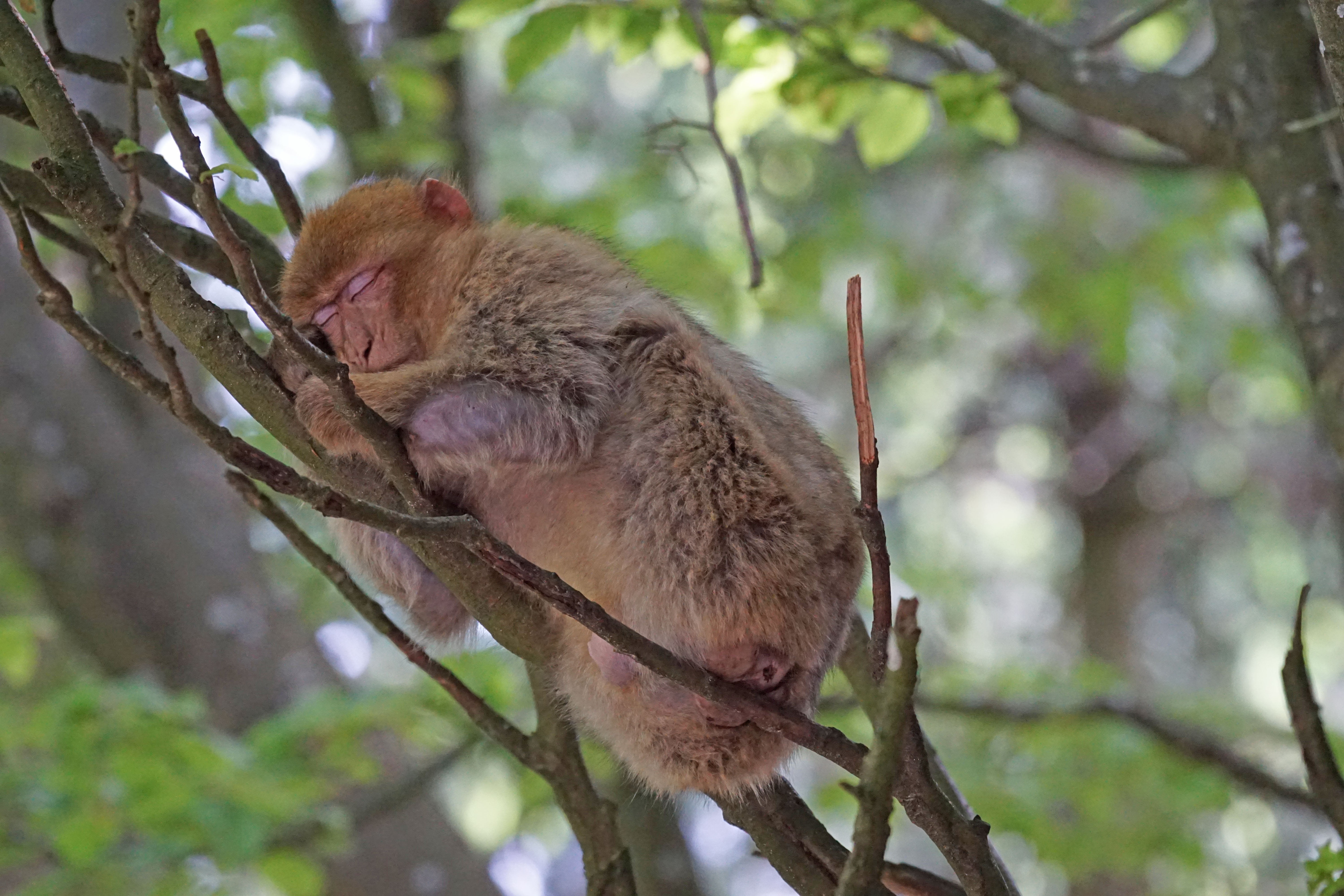 barbary ape, relaxation, salem, koala, outdoors, 5K, animals in the wild, no people, monkey, forest, focus on foreground, nap, primate, vertebrate, mammal, HD Wallpaper