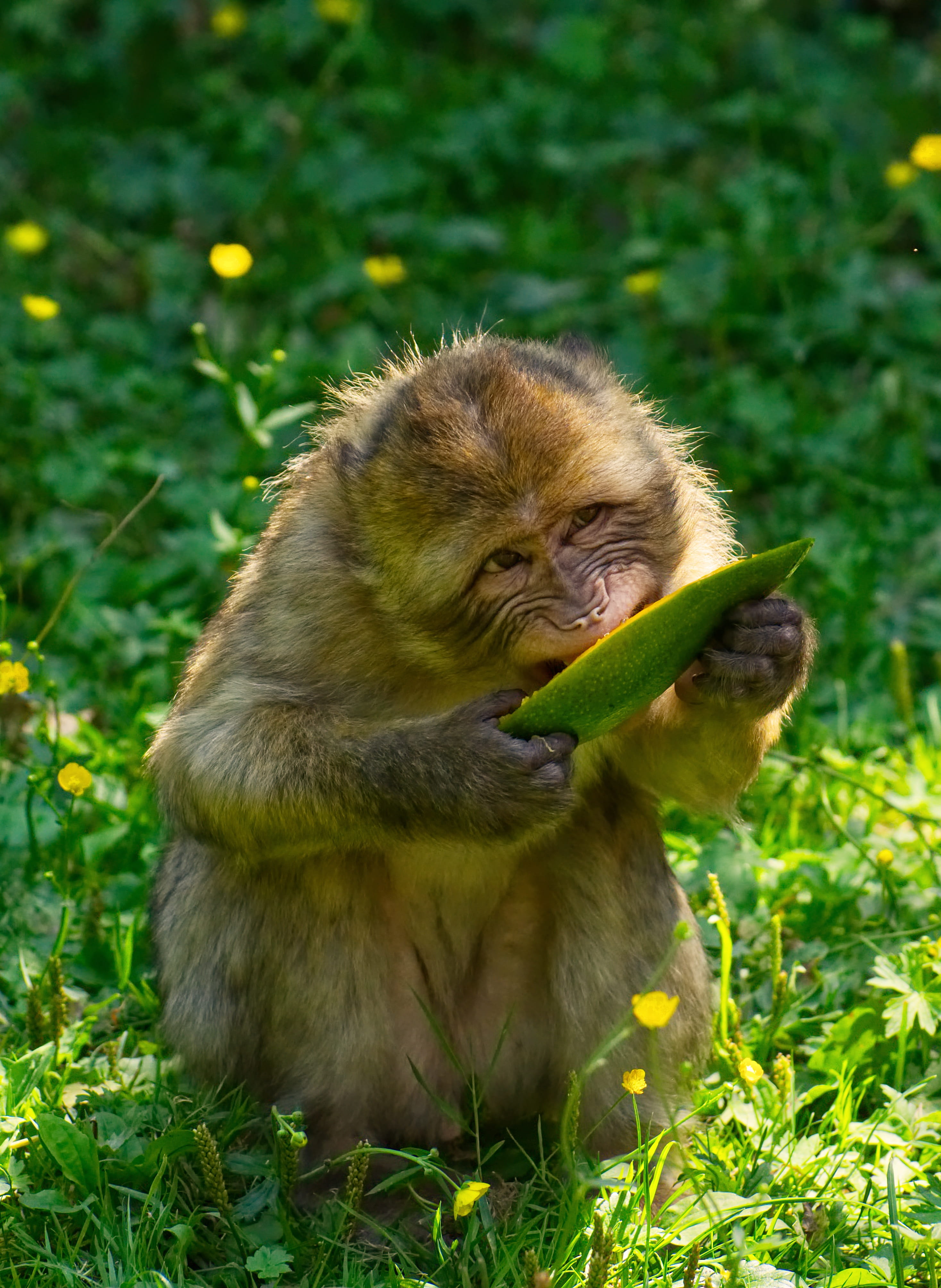 barbary ape, no people, young animal, endangered species, animal wildlife, animal family, outdoors, mammal, animal themes, land, green color, monkey, plant, Phone HD Wallpaper