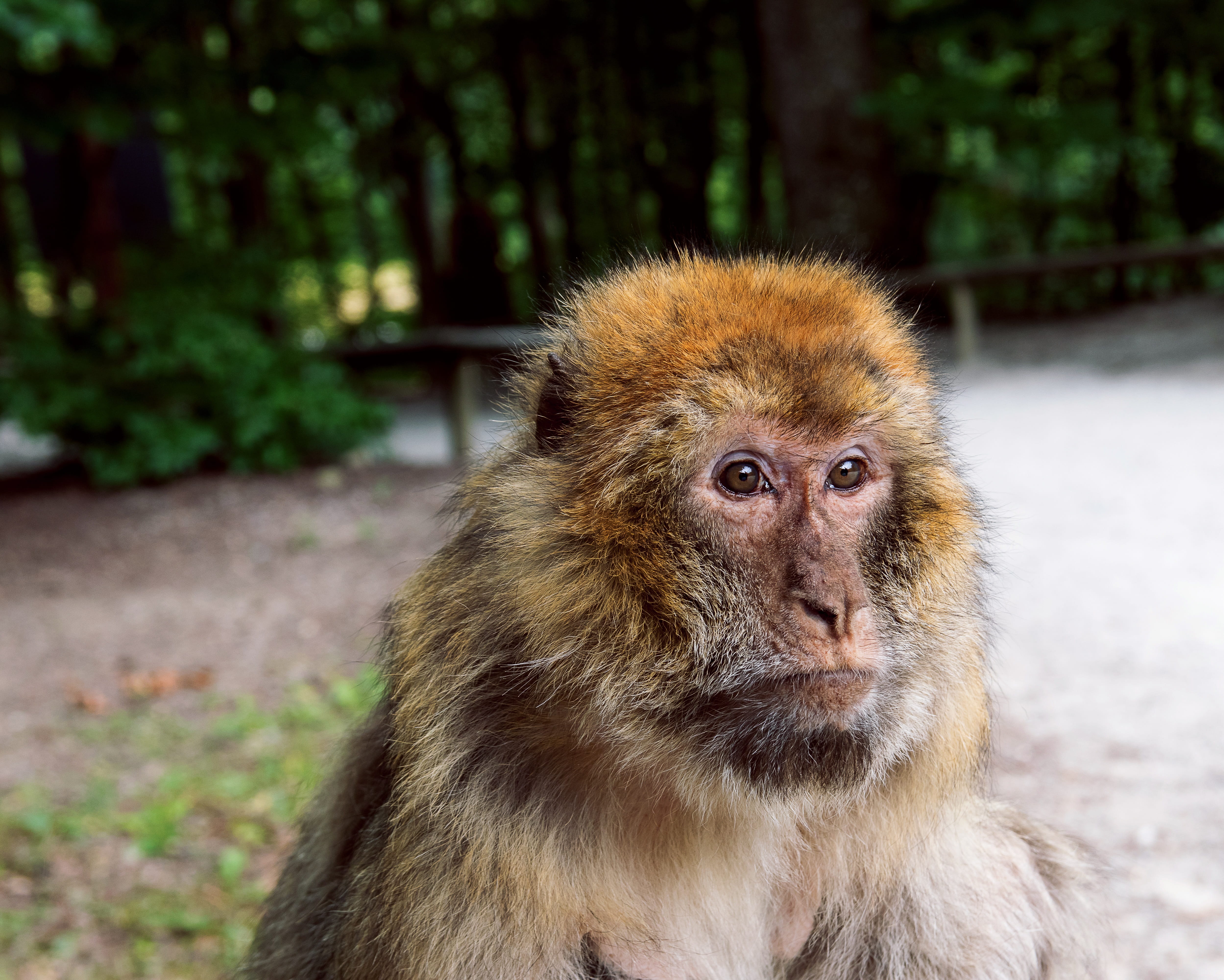 mammal, focus on foreground, day, looking, looking at camera, one animal, trees, monkey mountain salem, forest, animals in the wild, no people, animal portrait, HD Wallpaper
