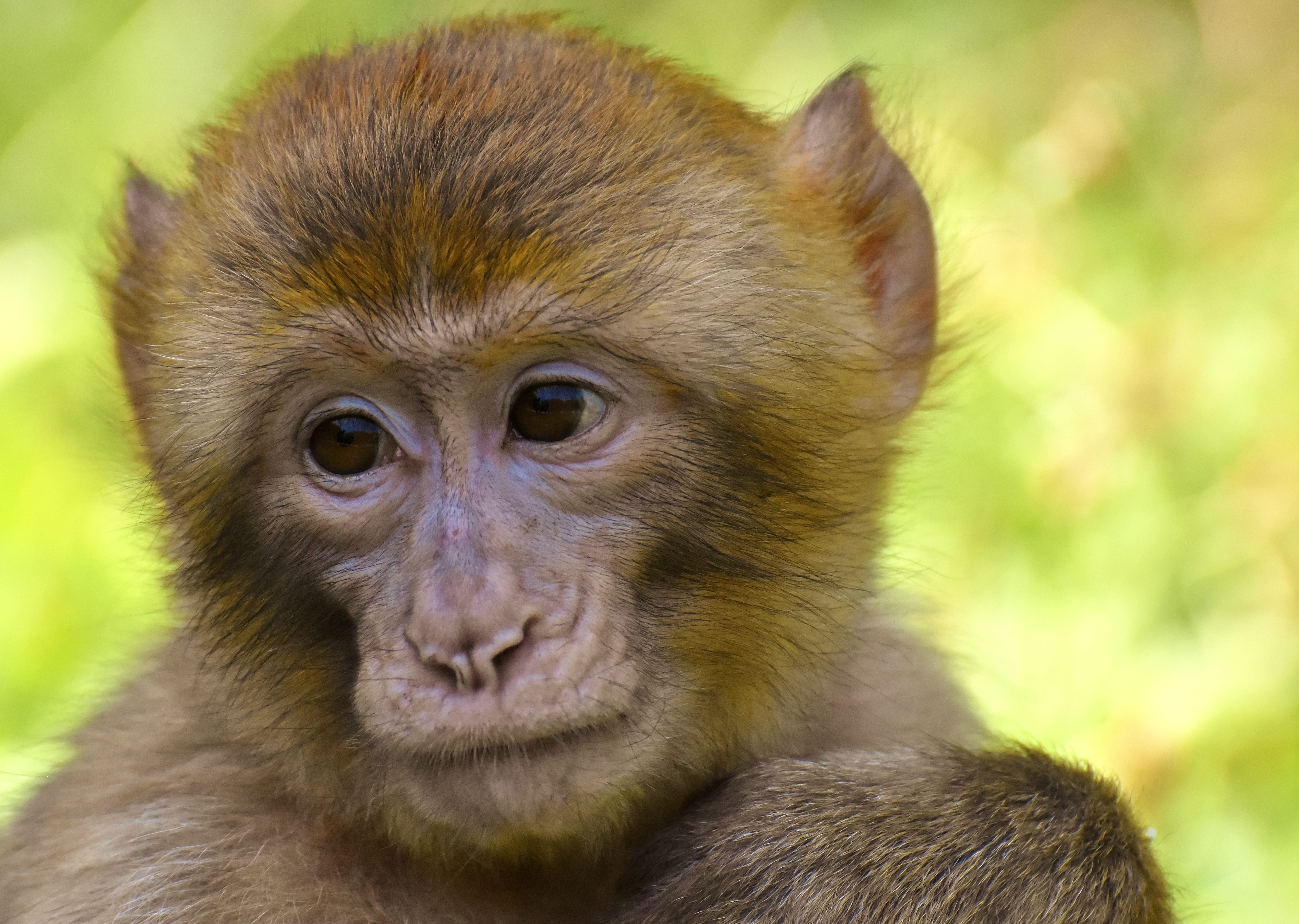 animal head, looking at camera, primate, endangered species, portrait, animal themes, animal hair, animal eye, animal body part, zoo, animal wildlife, 5K, HD Wallpaper