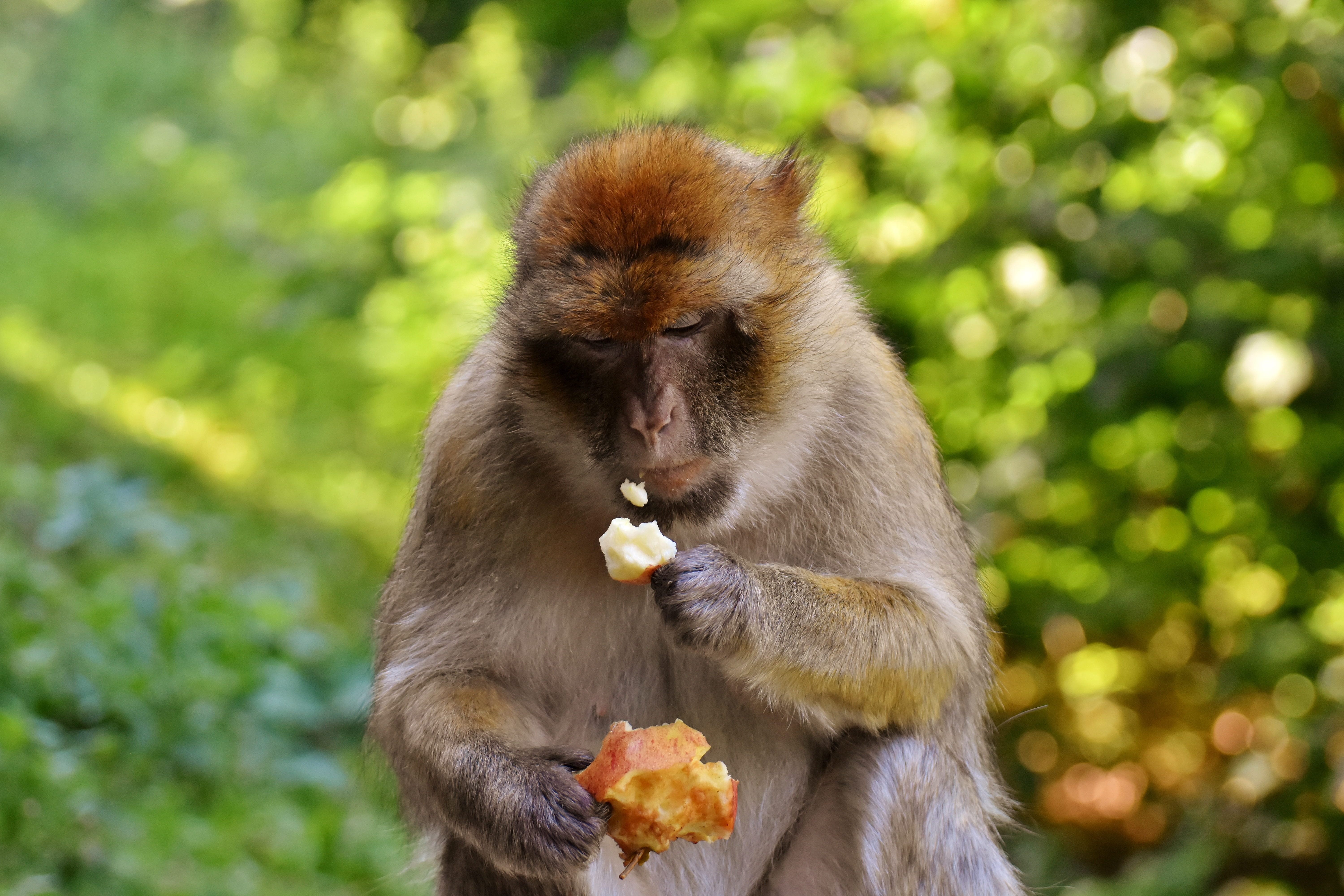 no people, food, apple, focus on foreground, animal wildlife, animals in the wild, vertebrate, day, mammal, eating, monkey mountain salem, healthy eating, HD Wallpaper