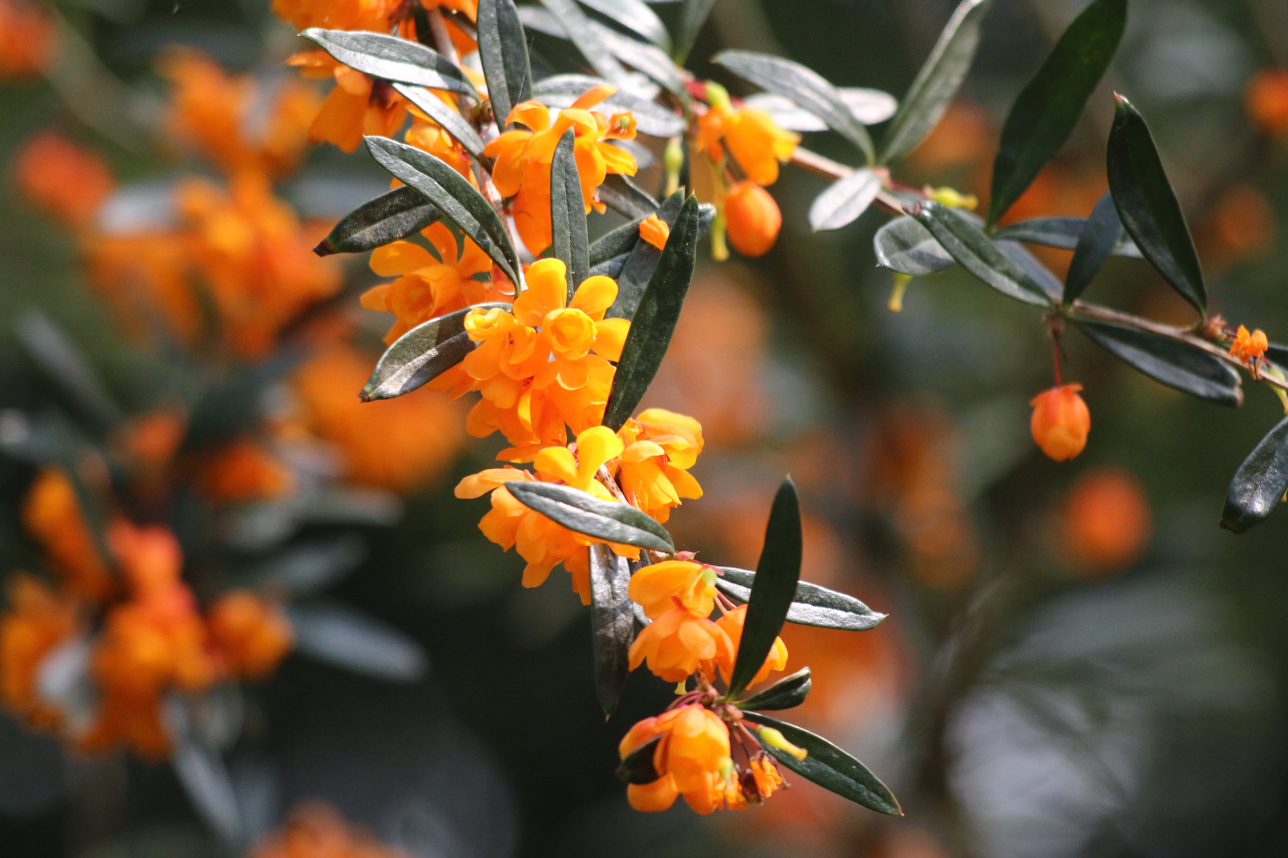barbary, shrub, food, no people, 5K, focus on foreground, close-up, flower head, plant, beauty in nature, fragility, orange, vulnerability, orange color, HD Wallpaper