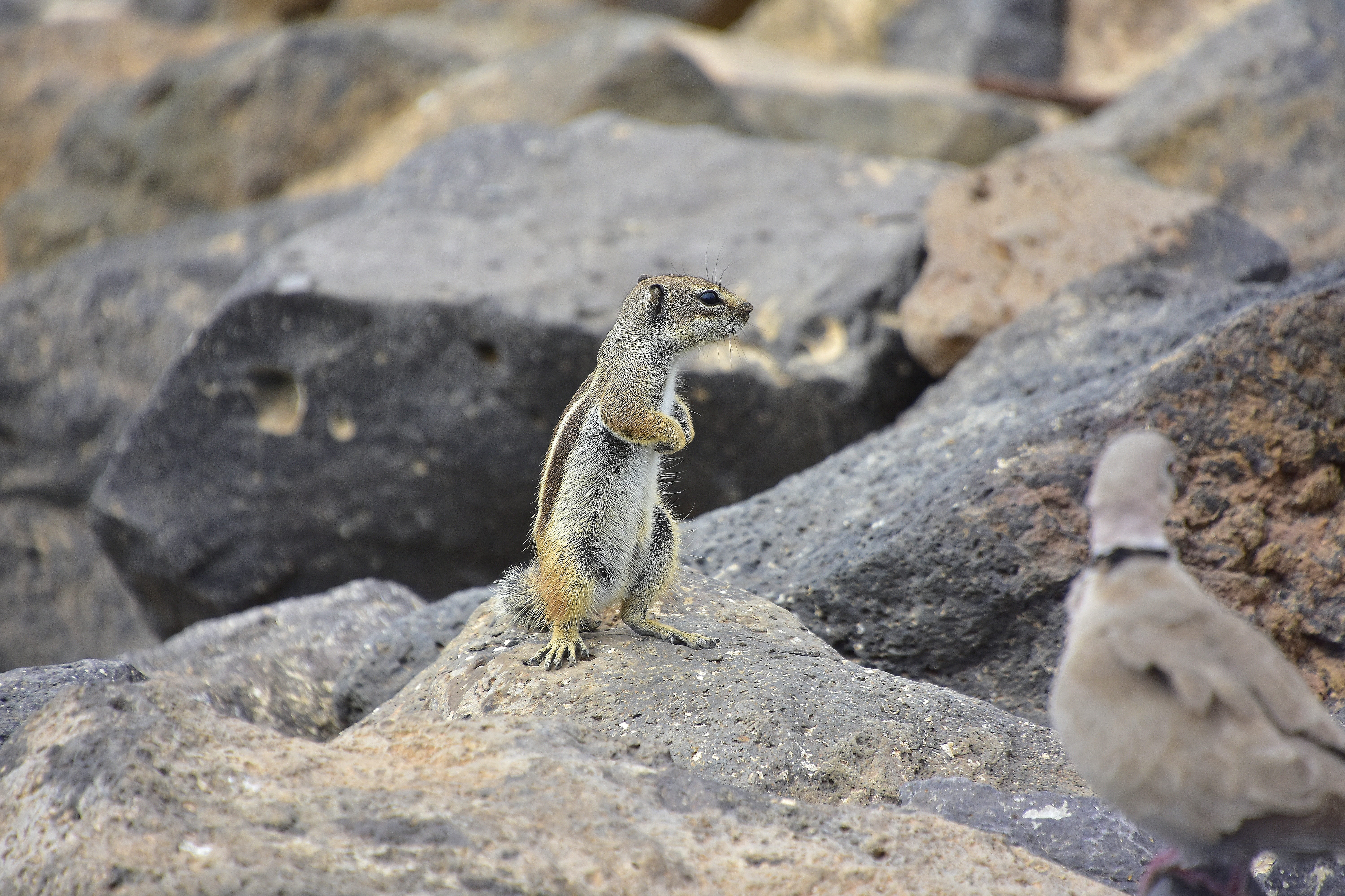 close-up, one animal, fuerteventura, animal themes, vertebrate, squirrel, looking away, rock - object, animal, day, rock, animals in the wild, outdoors, HD Wallpaper